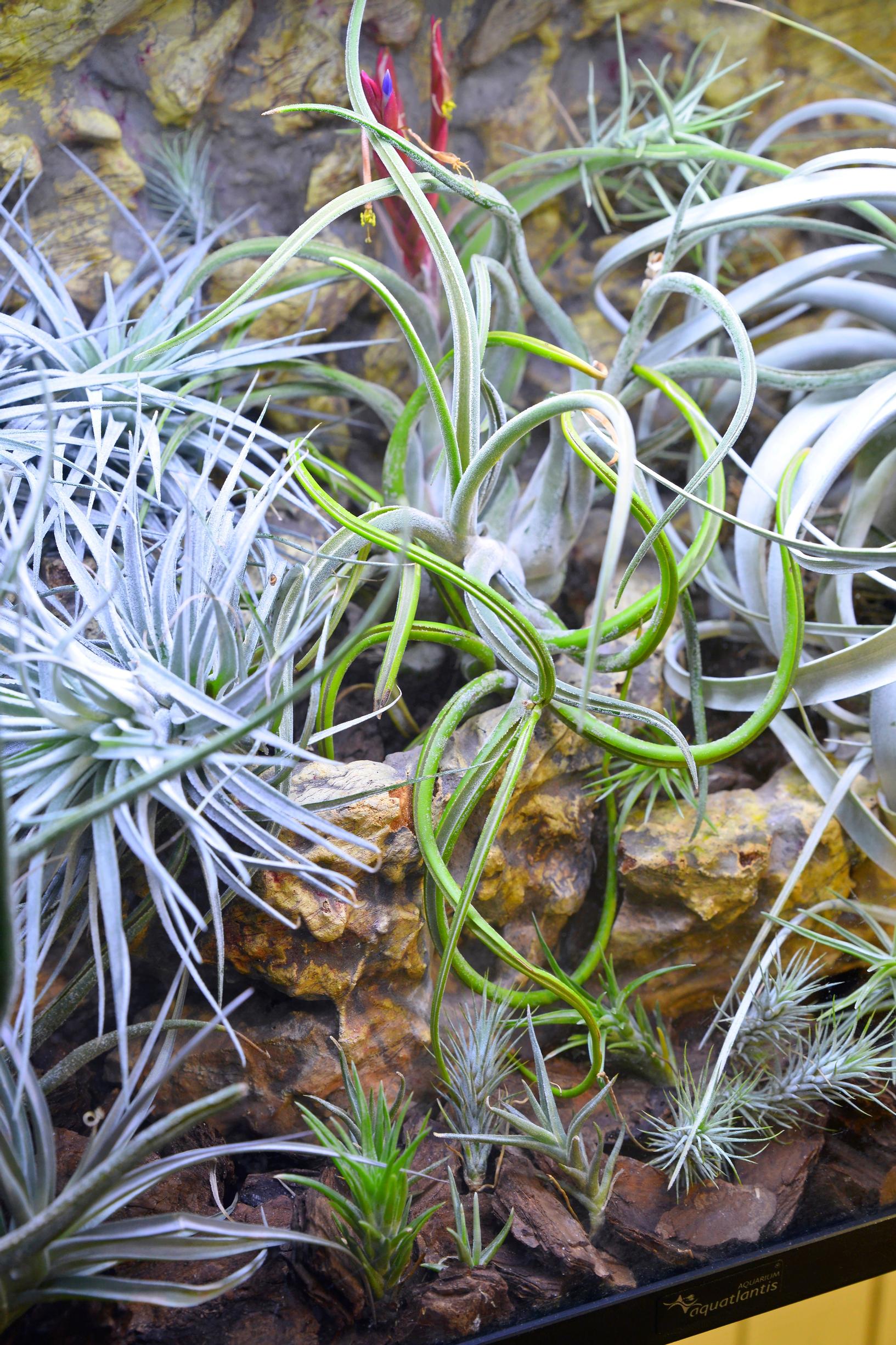 Päivi sumuttelee ilmakasveja päivittäin ja upottaa kuukausittain veteen, jossa on orkidearavinnetta.