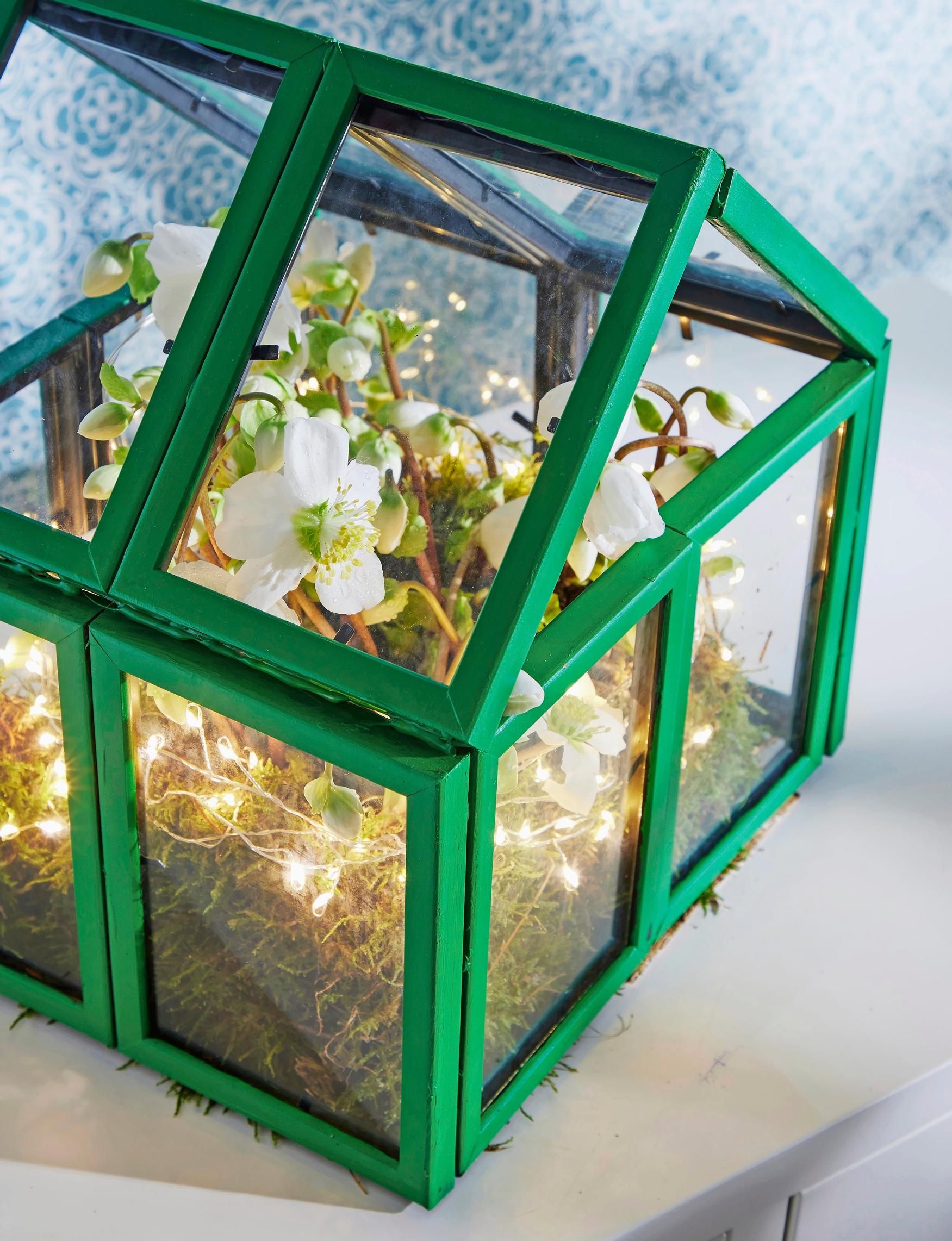 Joulukukkien hoito: jouluruusu