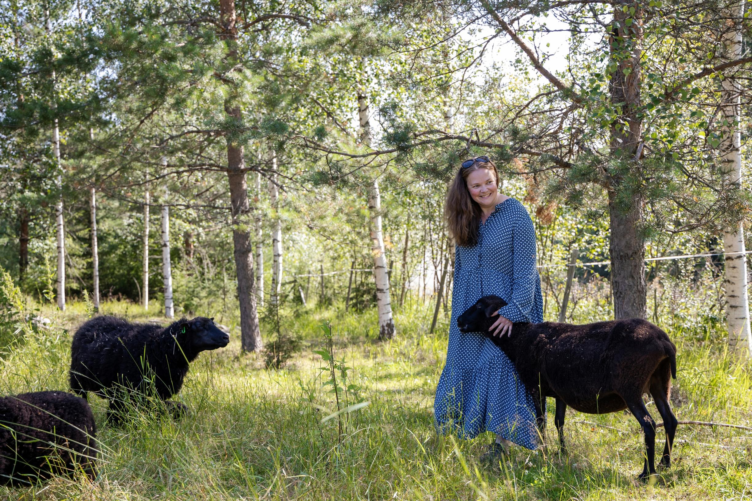 Hakamaan lammastilan lampaita ja Maija Suutarinen
