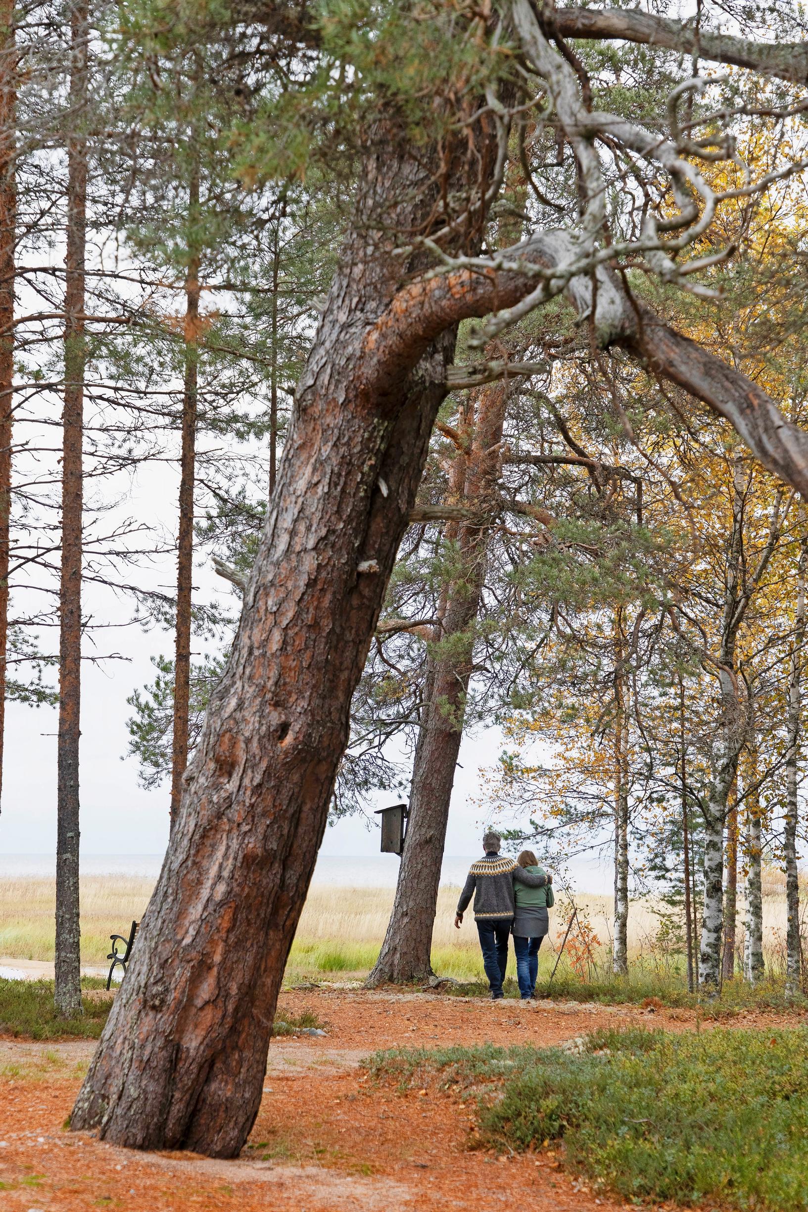 pariskunta katsoo rannalle, iso mänty ja kaislikkoa