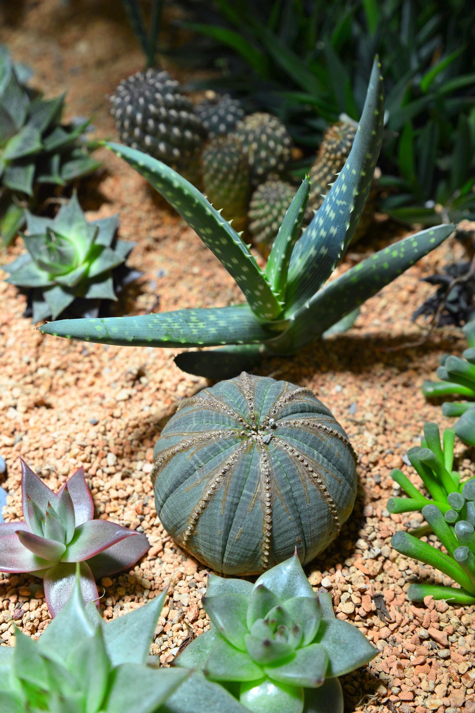 Aavikkoasetelma mehikasveista.