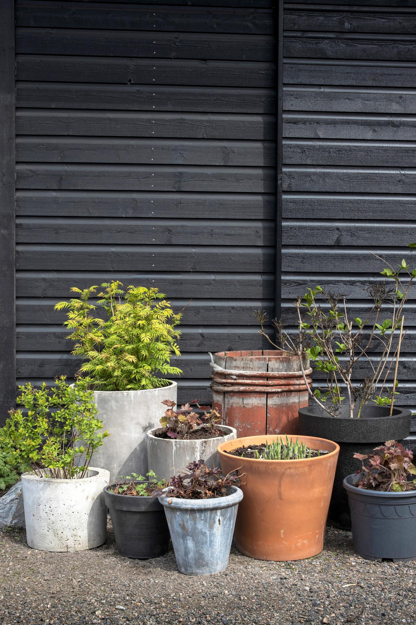 Ruukkuasetelmassa perennoja ja pensaita