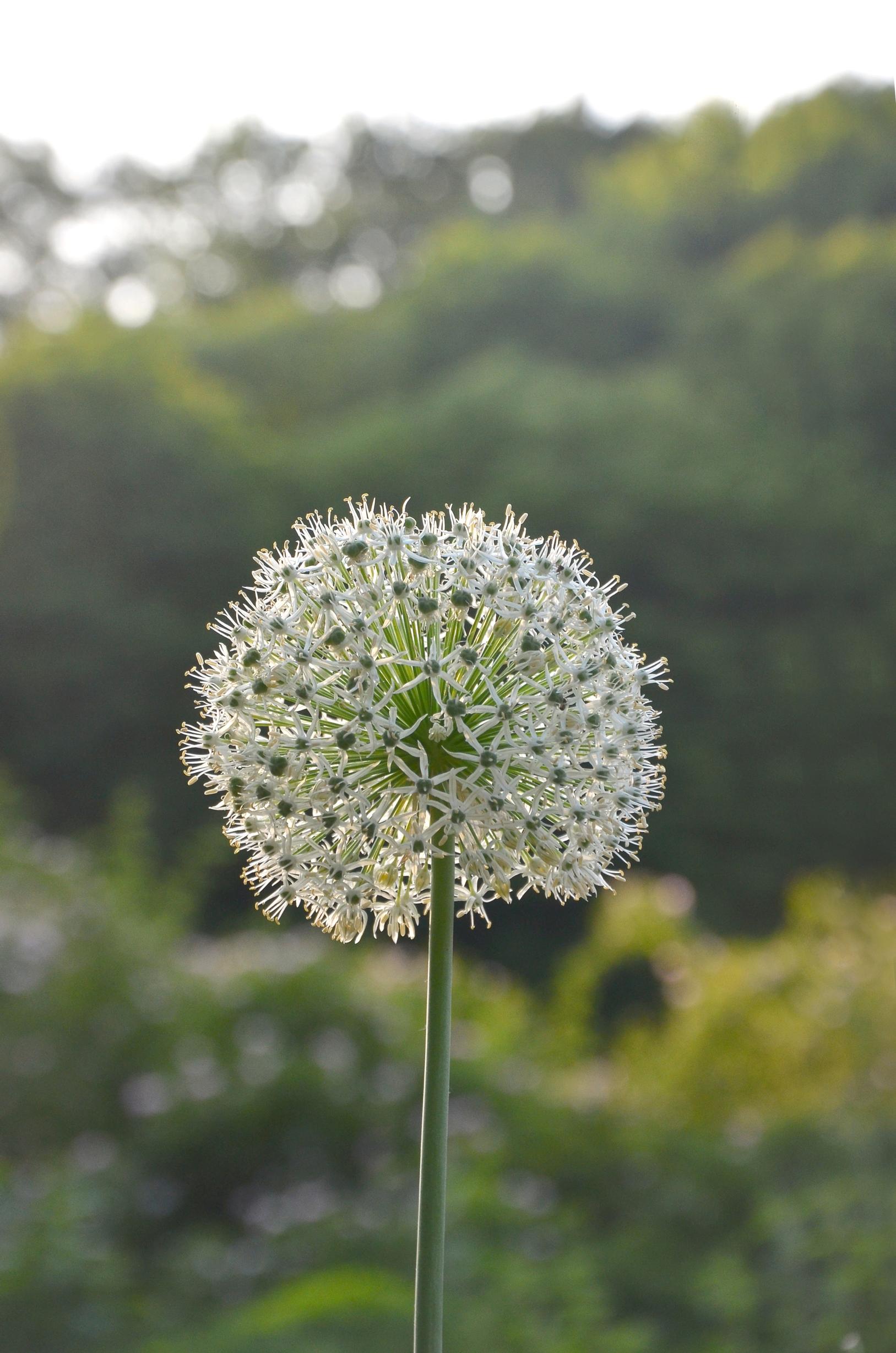 Mustalaukka, Allium nigrum