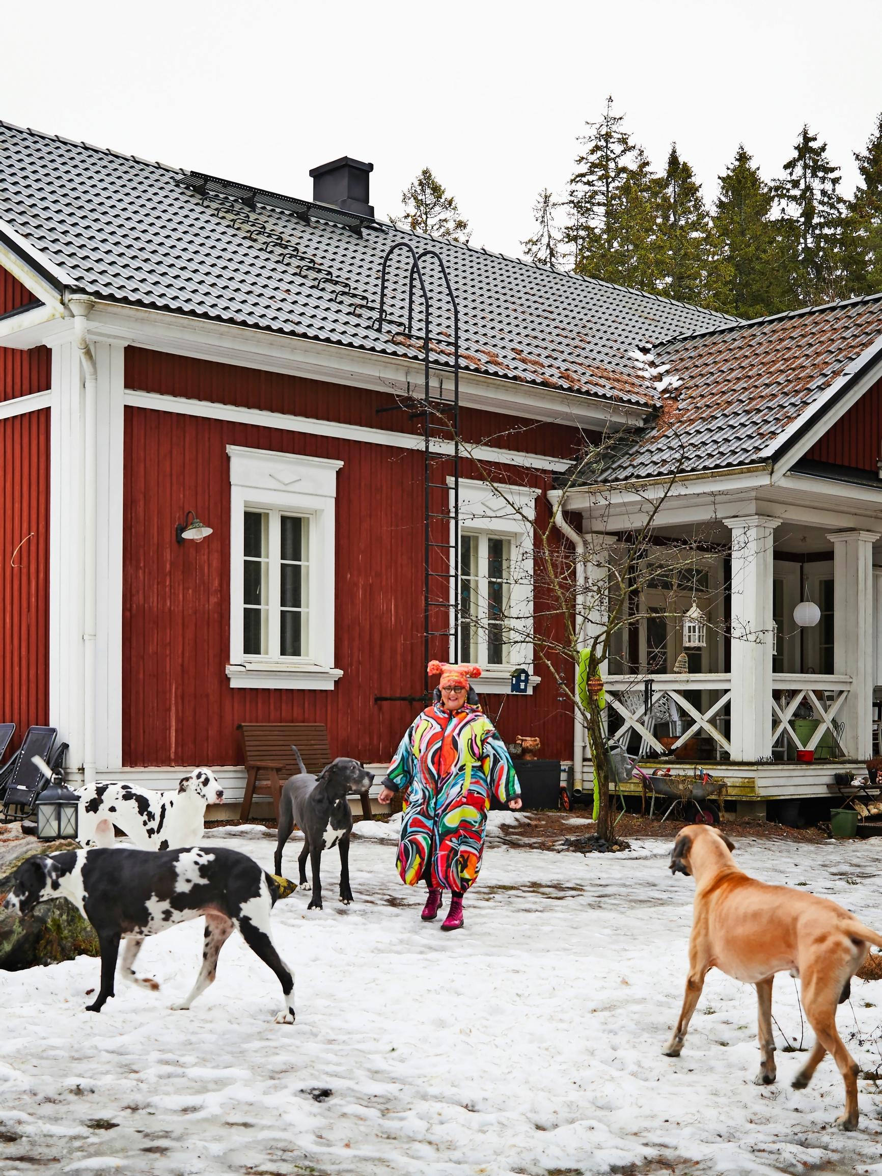 Vanhan pappilan näköisessä pakettitalossa temmeltää neljä tanskandoggia ja chihuahua – ”Meillä eletään koirien ehdoilla”