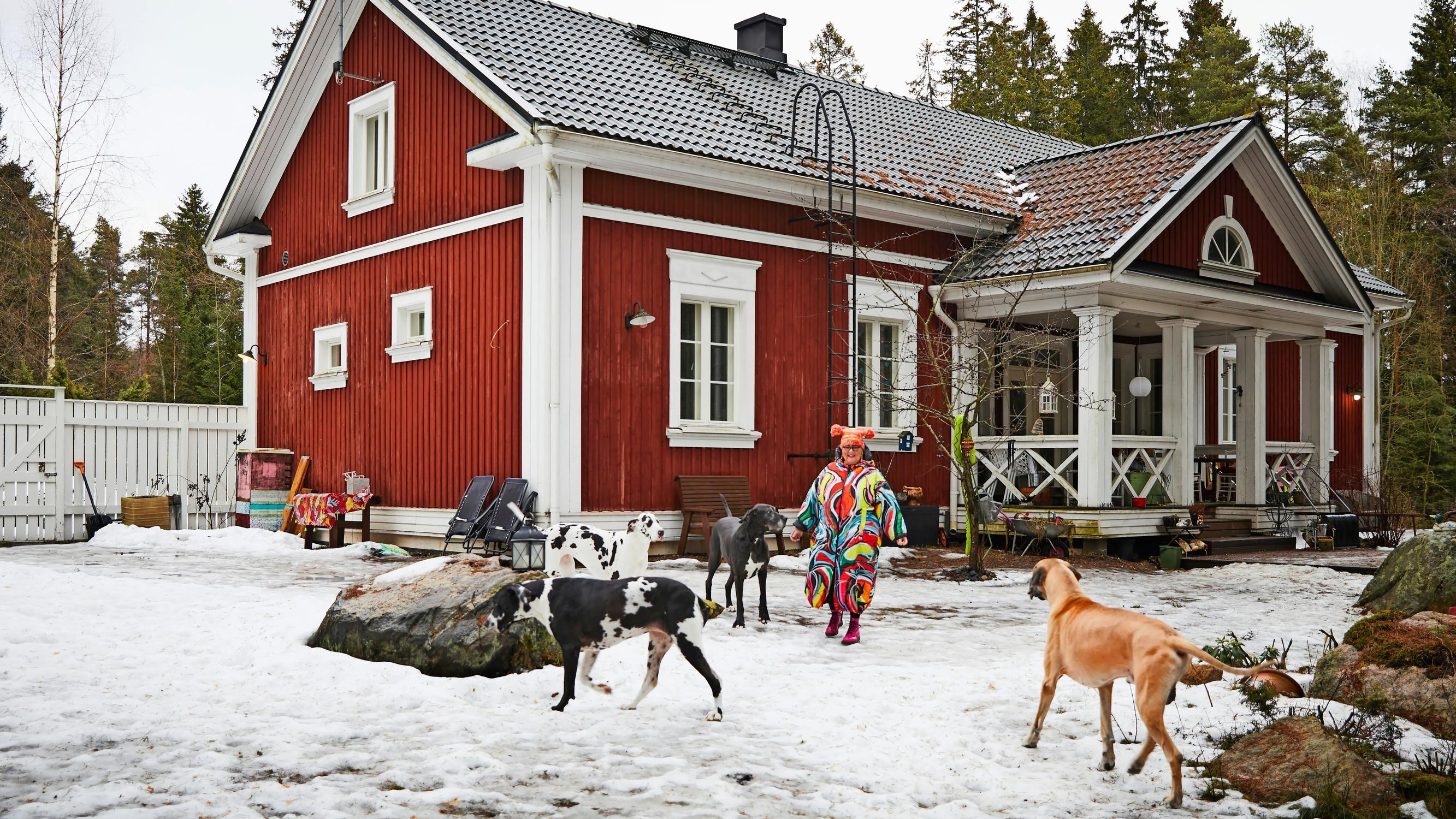 Vanhan pappilan näköisessä pakettitalossa temmeltää neljä tanskandoggia ja chihuahua – ”Meillä eletään koirien ehdoilla”