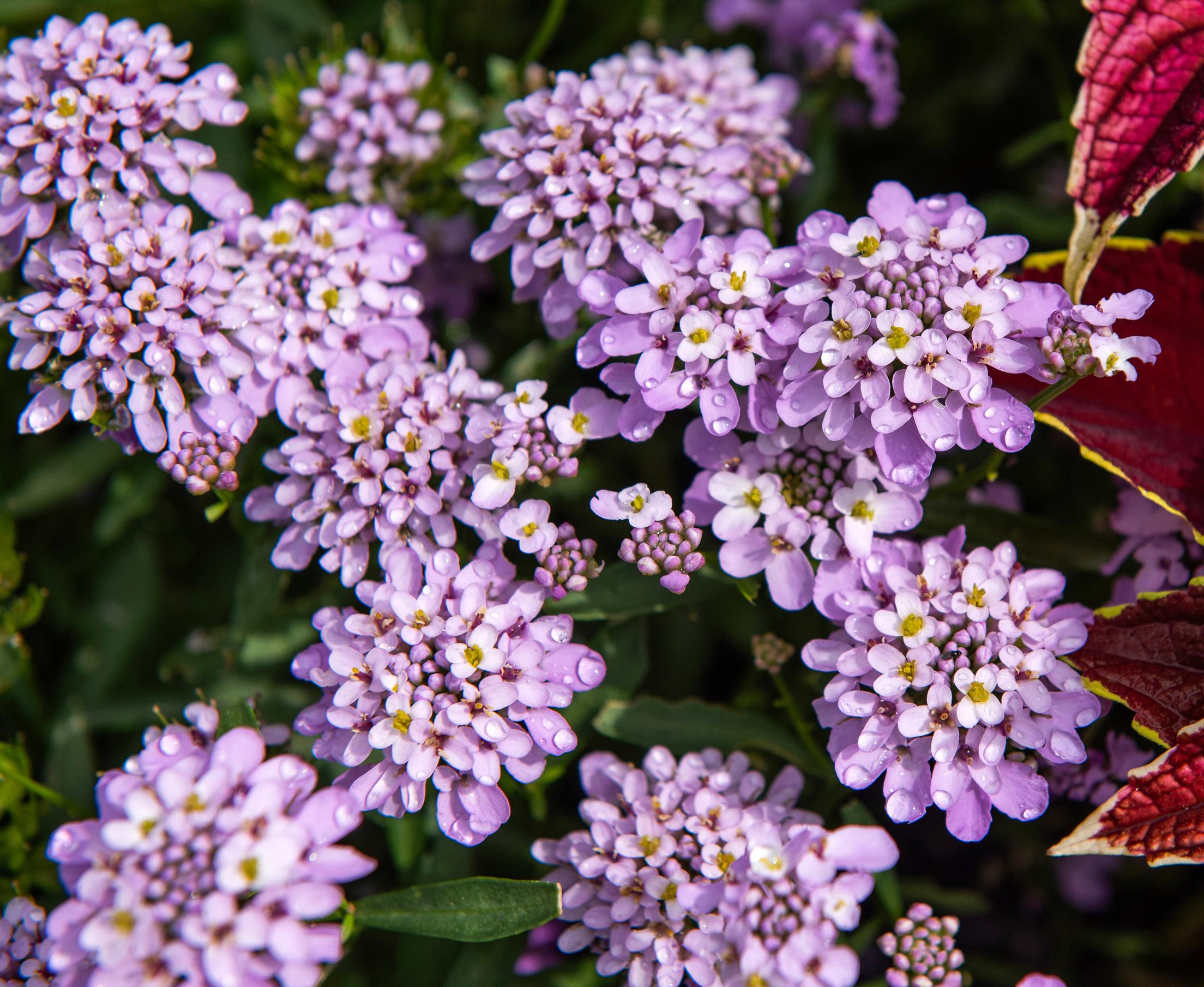 Sarjasaippo ’Lilac’