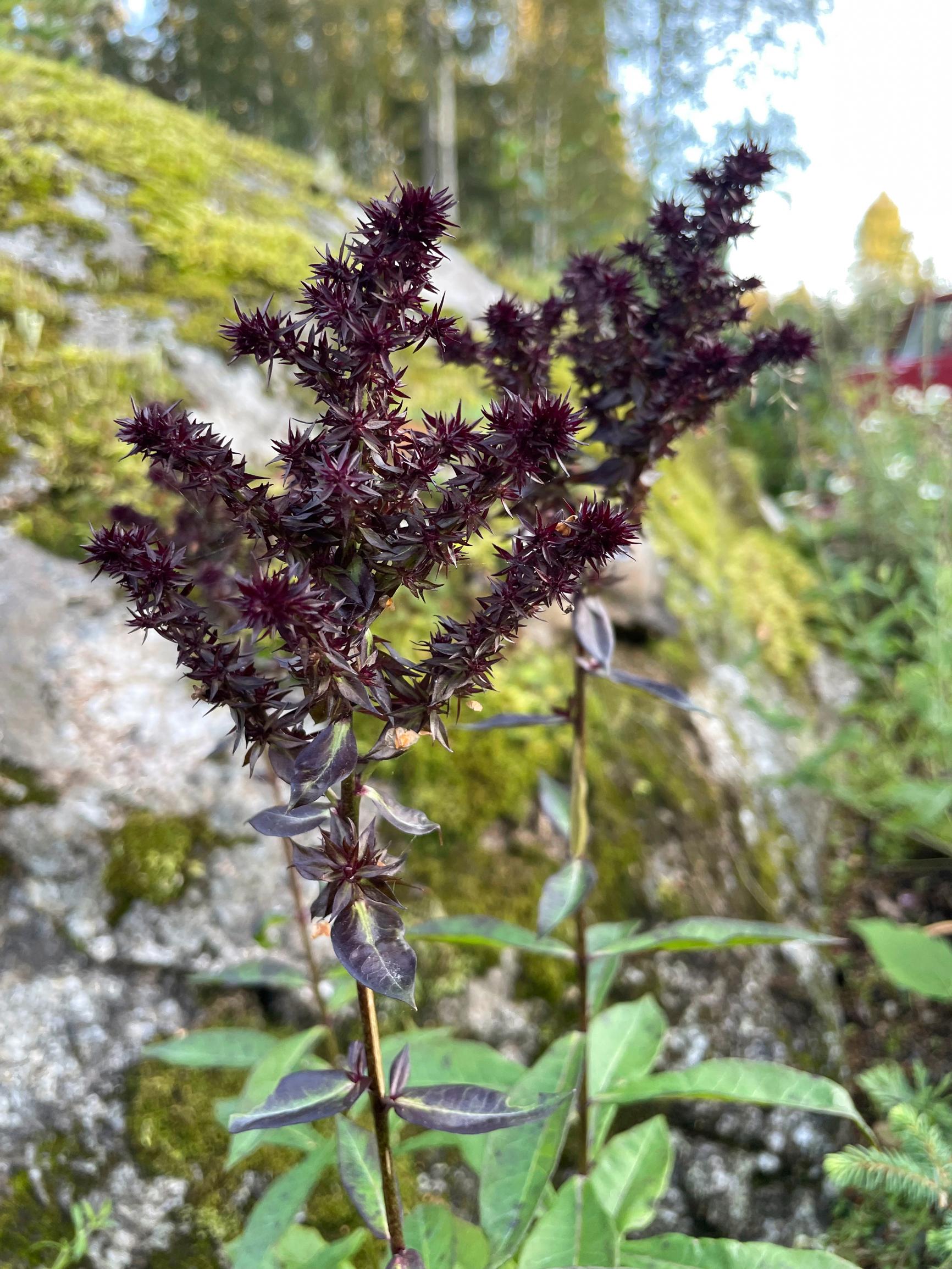 Syysleimu ’Blind Lion’