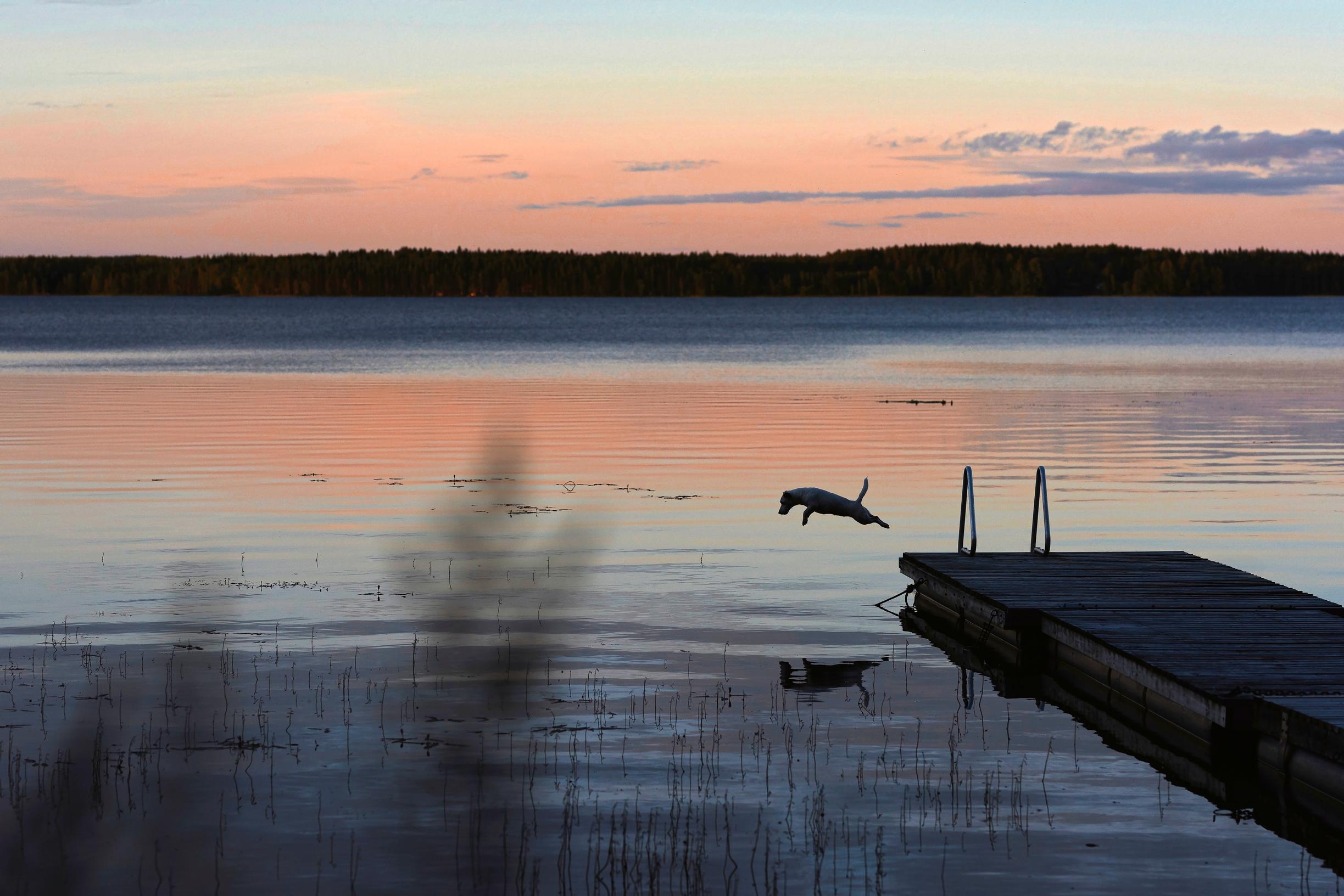 koira hyppää laiturilta veteen auringonlaskun aikaan