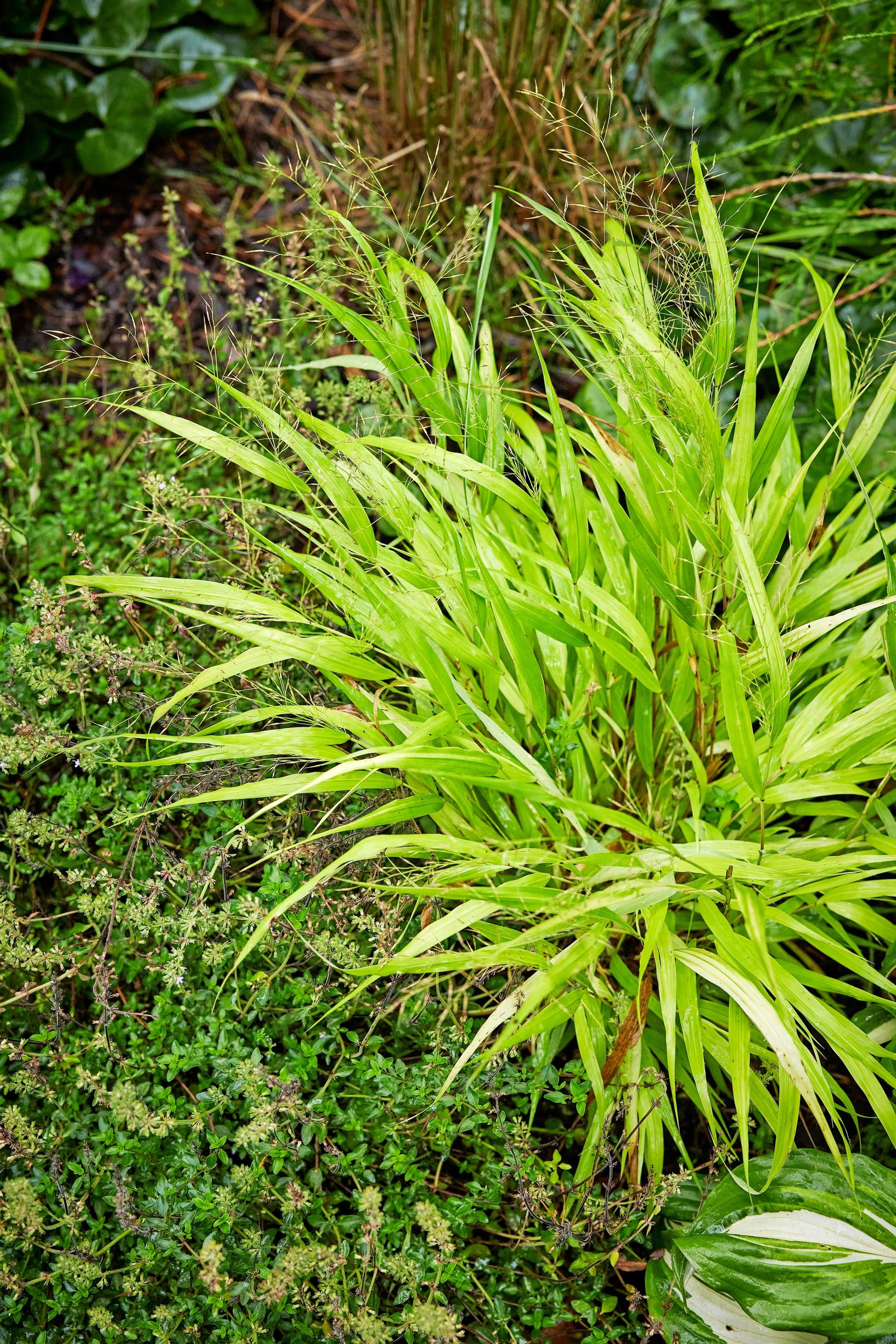 Koristeheinät ruukussa ja perennapenkissä: Hakoneheinä ’All Gold’, Hakonechloa macra