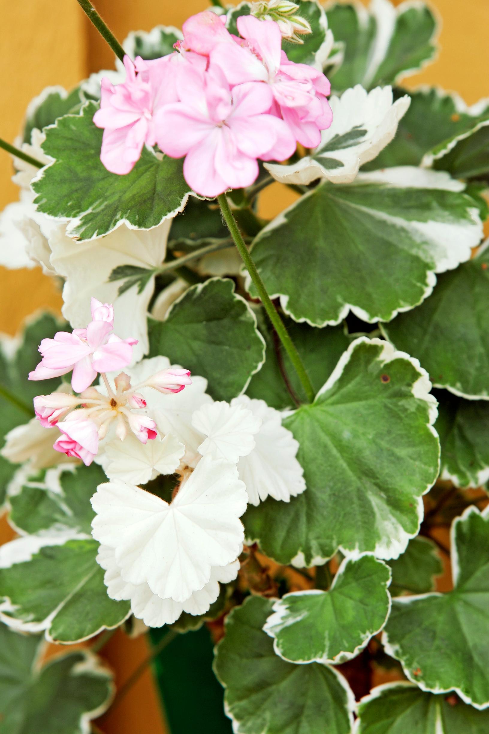 Koristepelargoni Kaisa Kallio