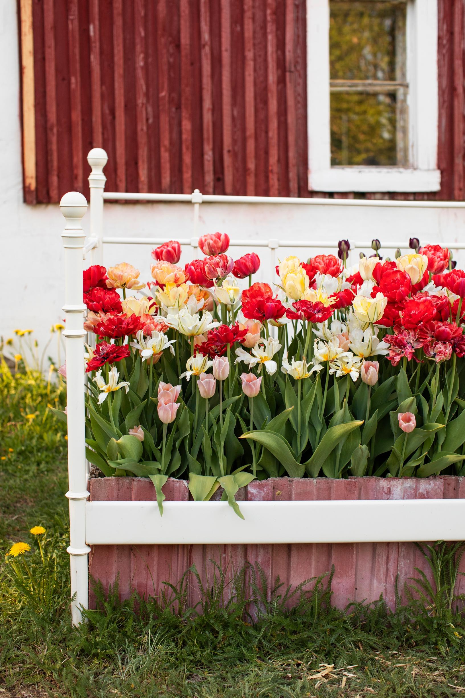 Leikkotulppaanien kasvatus: Tulppaanit vanhassa sängynkehikossa
