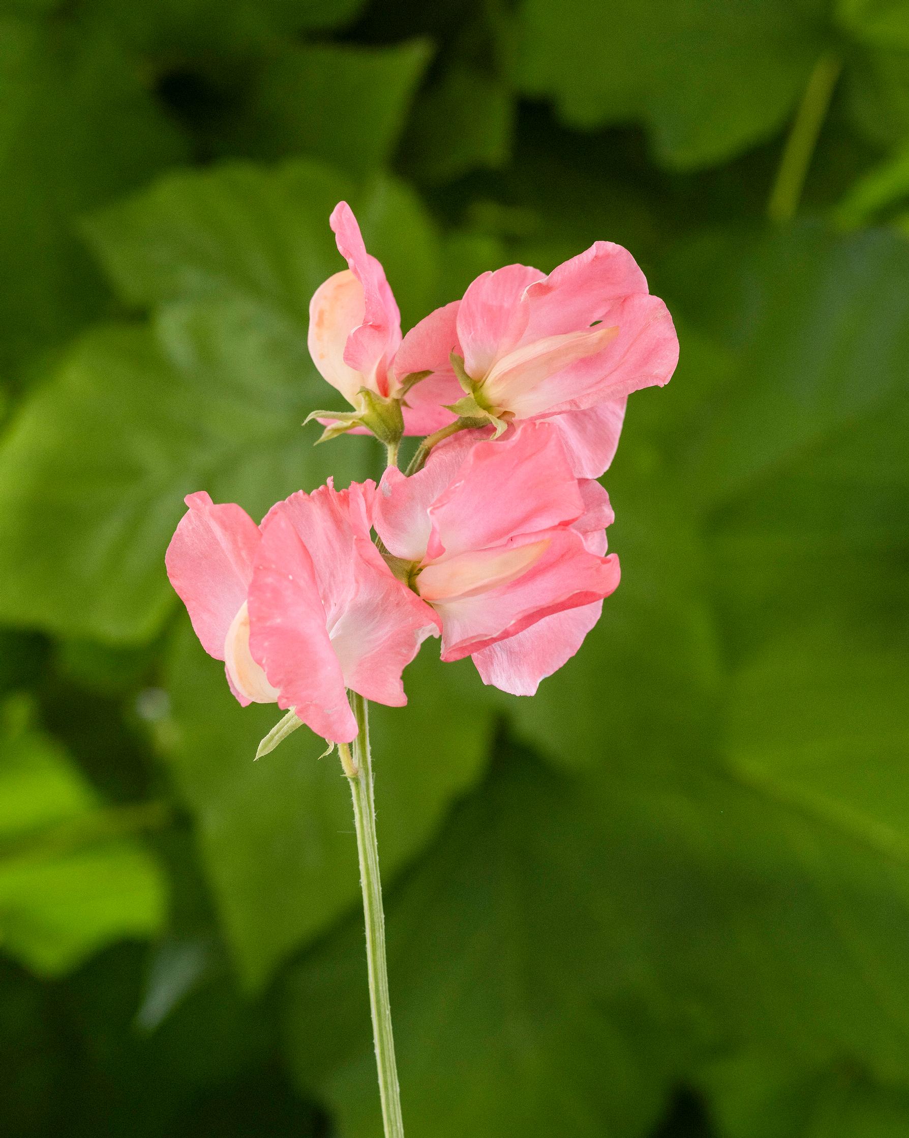 Tuoksuherne 'Heaven Scent'.