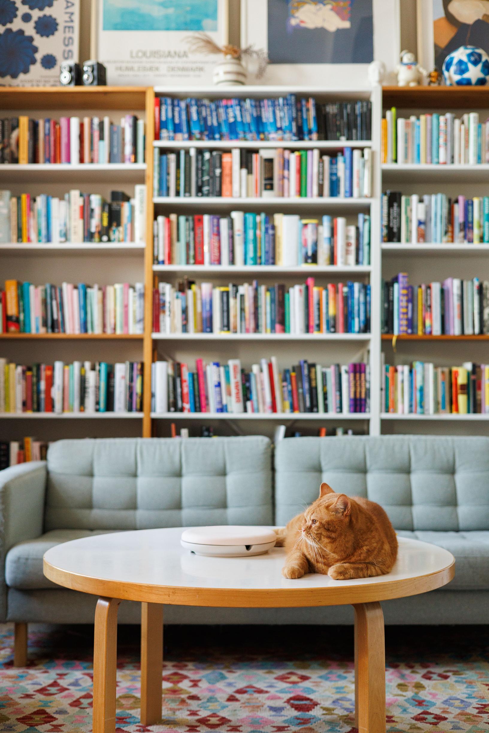 kissa makaa sohvapöydällä