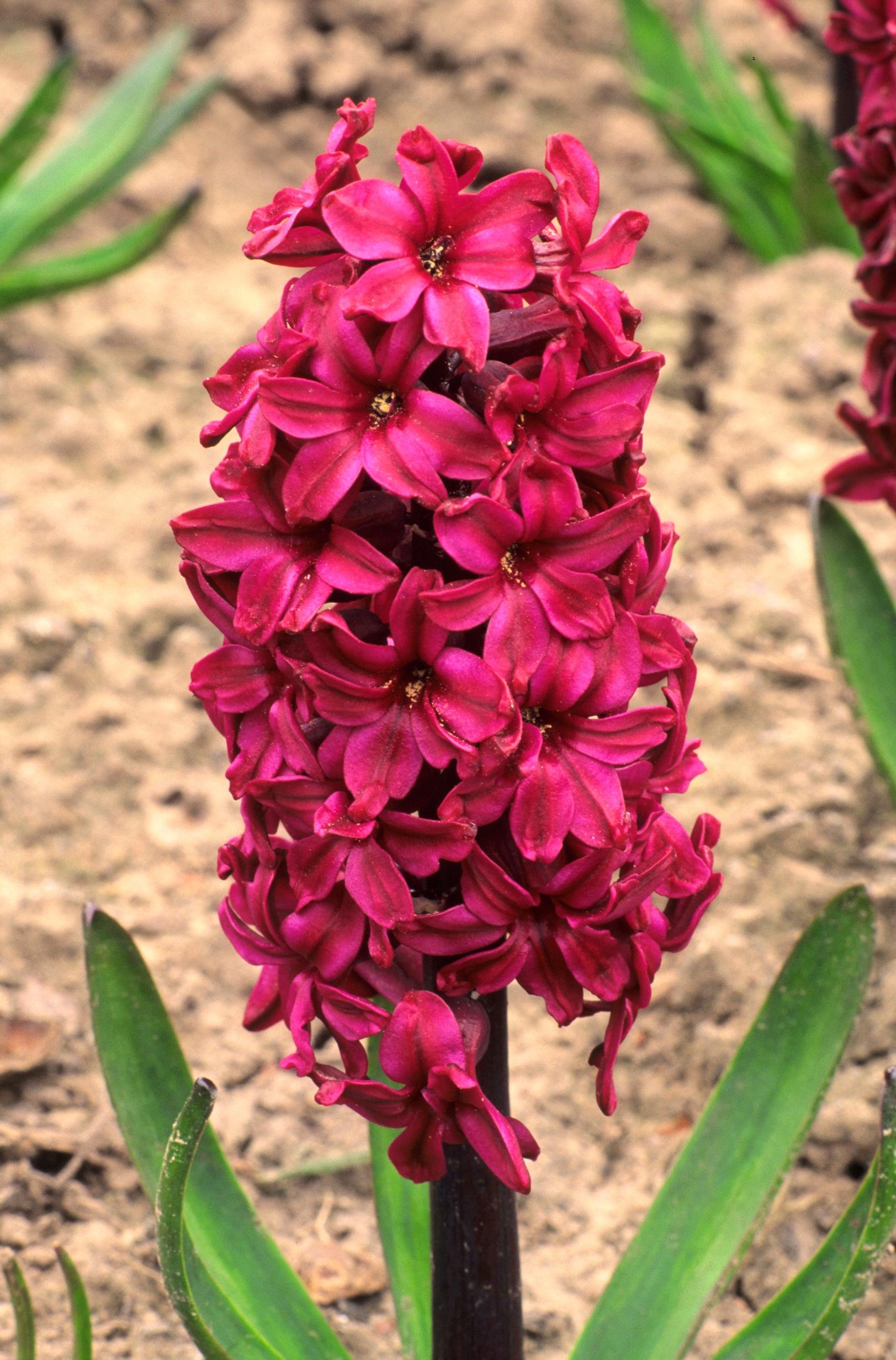 Hyasintti ’Distinction’
