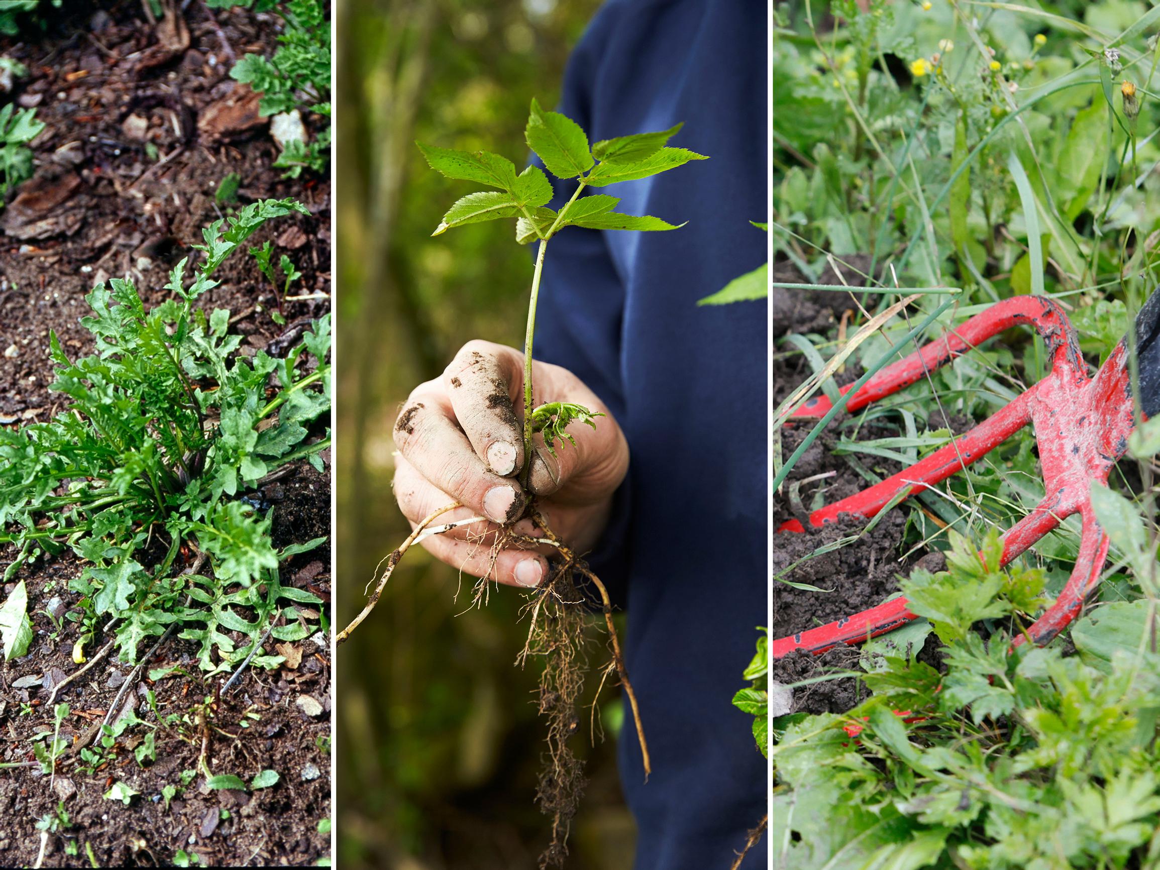 Älä tuhlaa energiaasi vuohenputken ja muiden rikkaruohojen kanssa – näin pääset niistä eroon väh(emm)ällä vaivalla