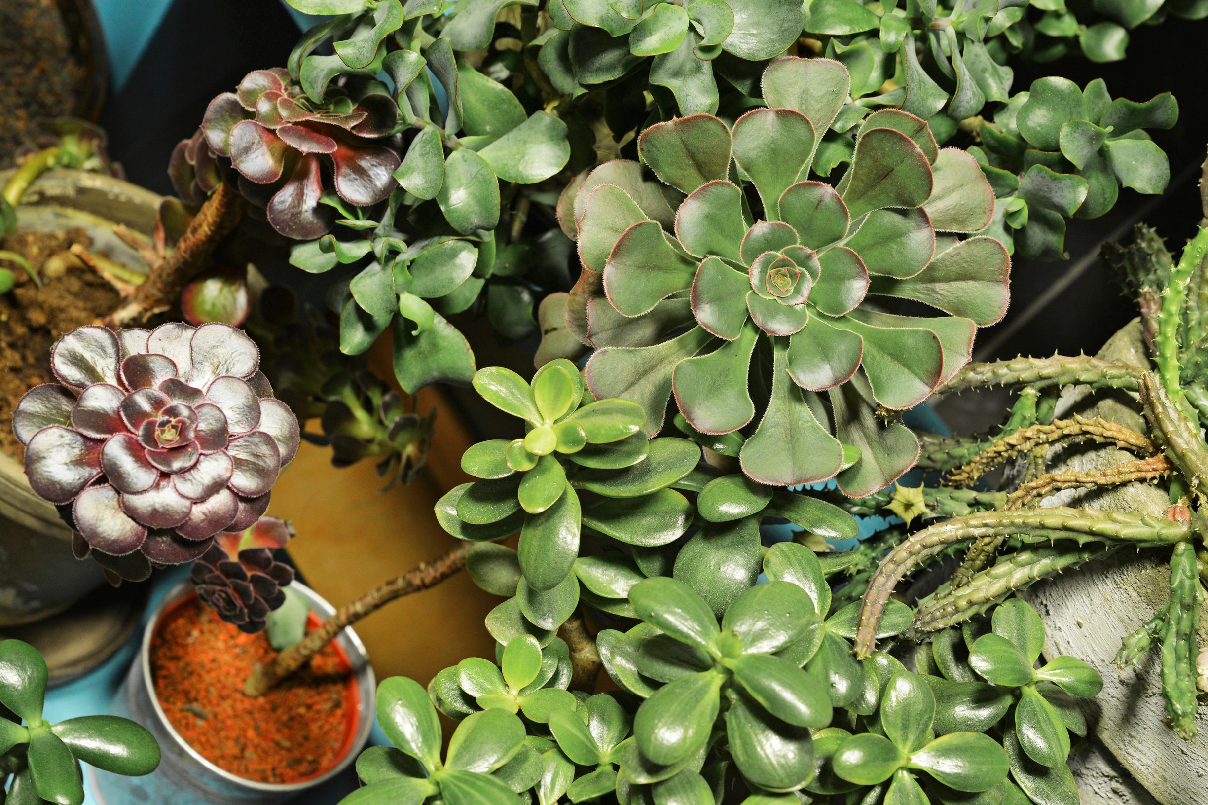 Loistomehipuut ja kirjavalehtinen rahapuu 'Variegata' kukoistavat tehokkaiden led-lamppujen alla.