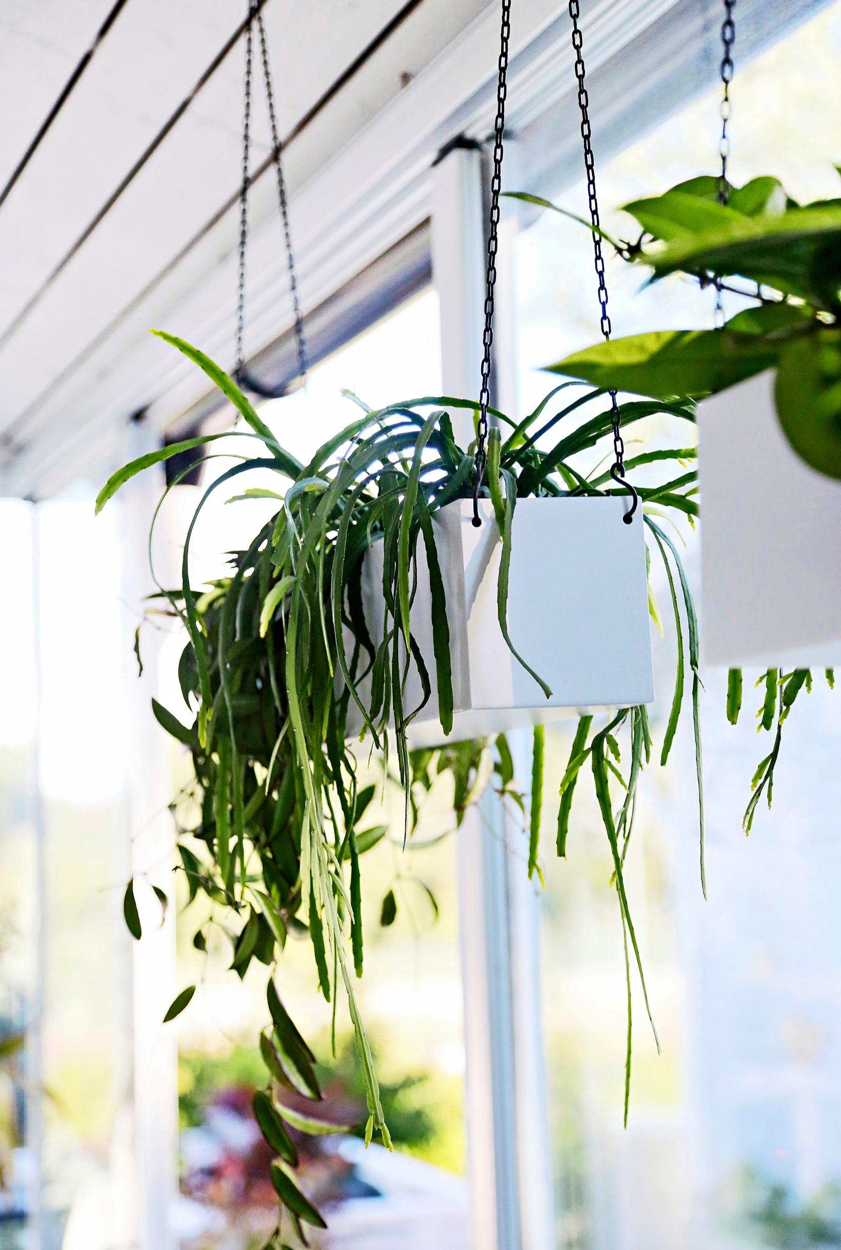 Viherverho-amppelilaatikko