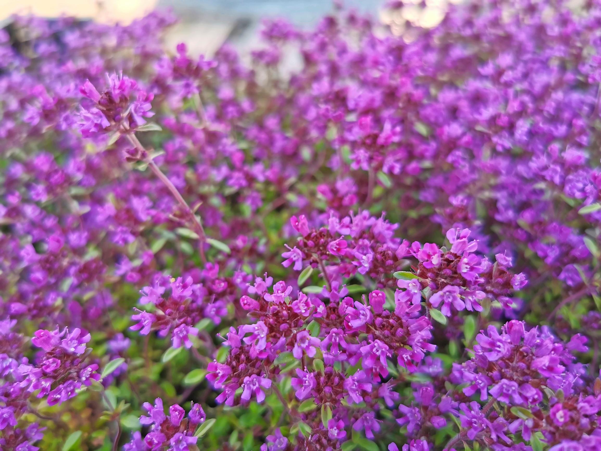 Harmaa-ajuruoho 'Red Carpet'