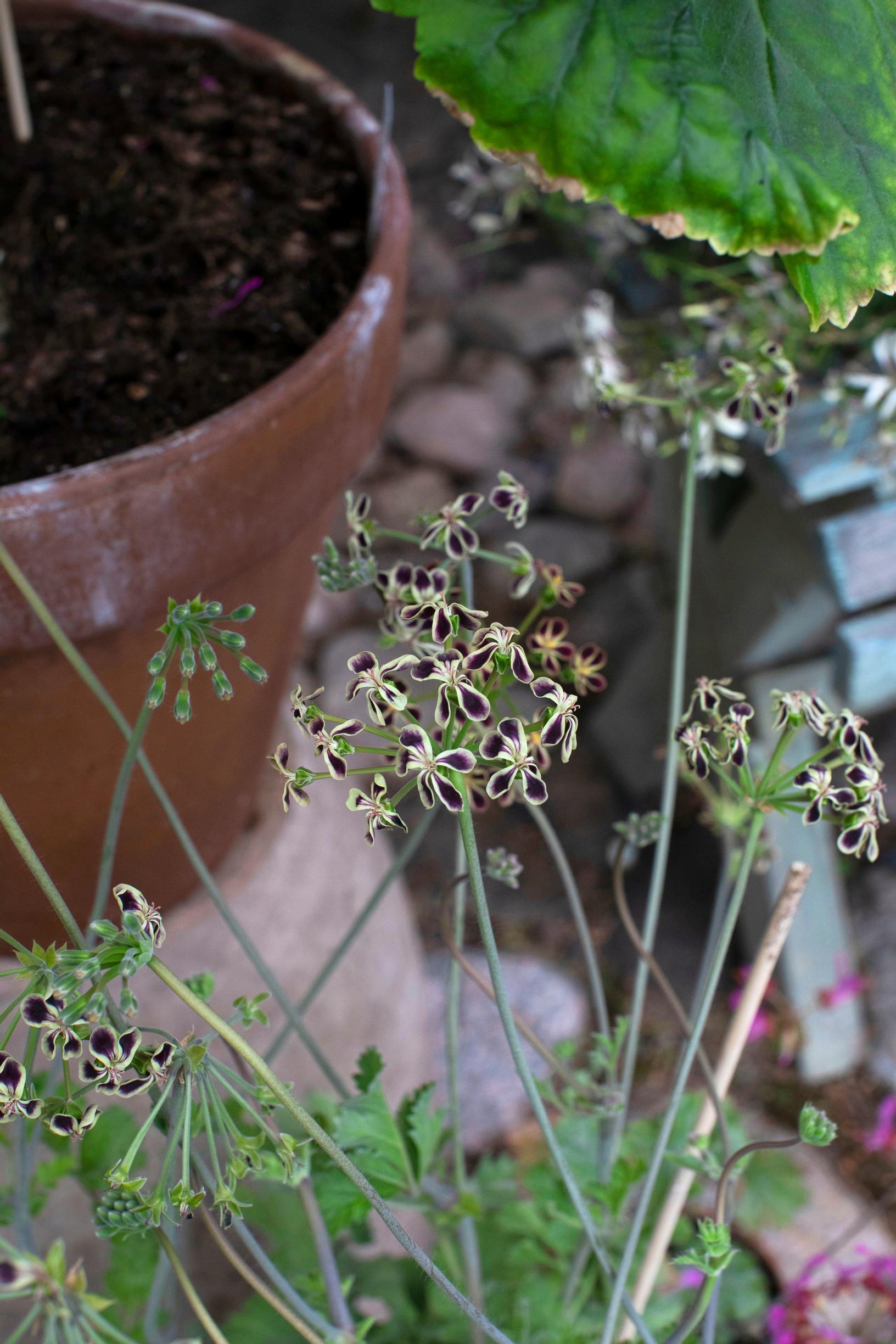 Pelargonim vespertirum