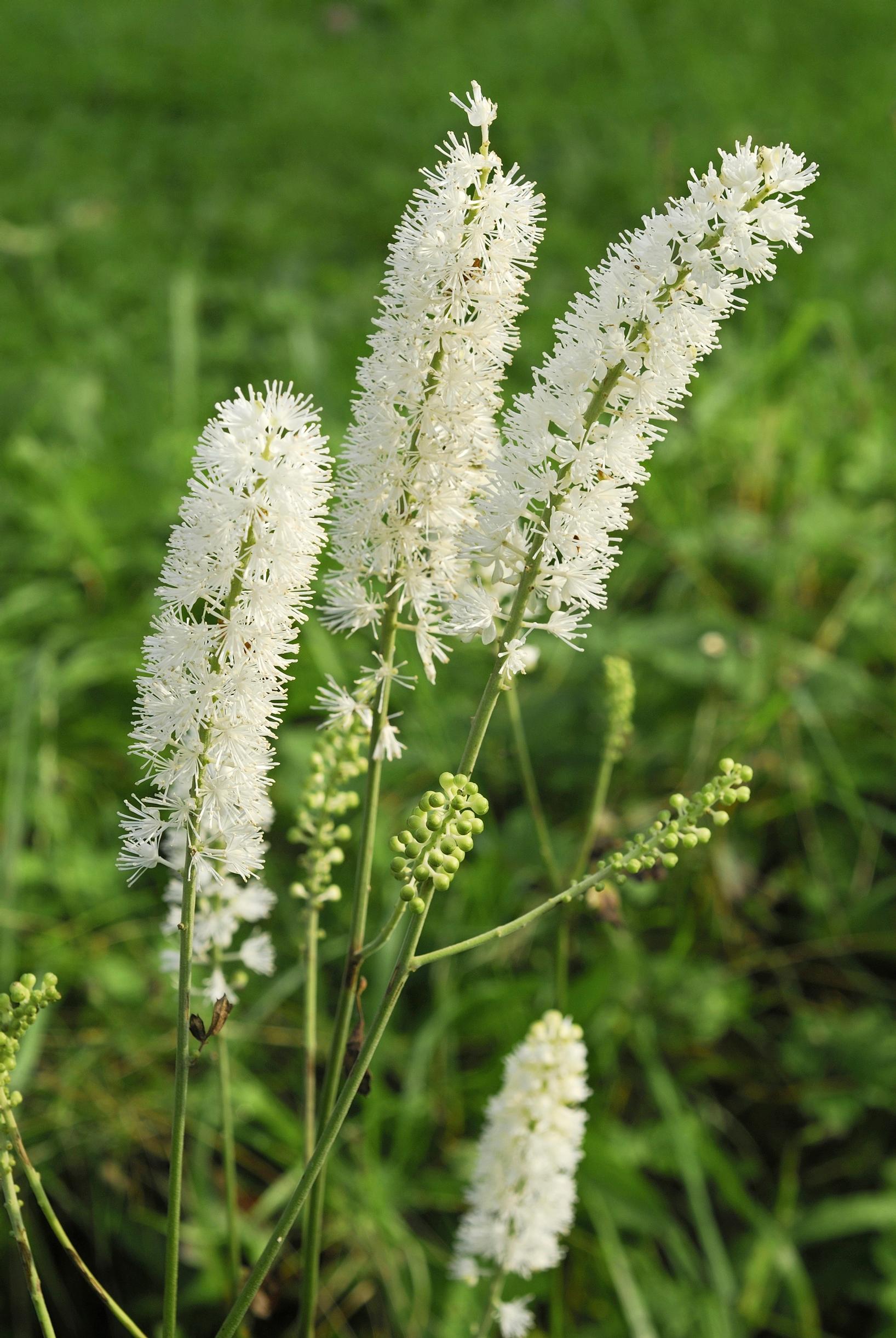 Syyskimikki.