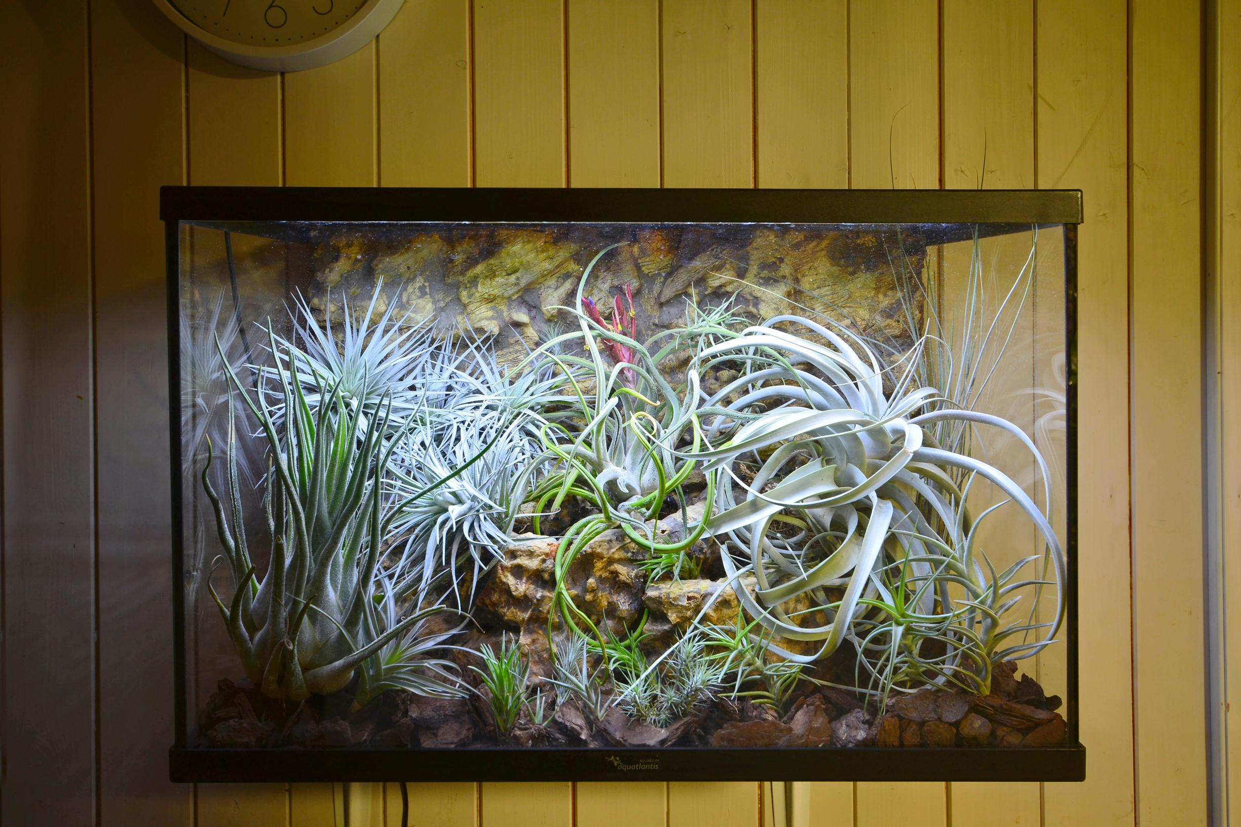 Tillandsiat terraariossa.