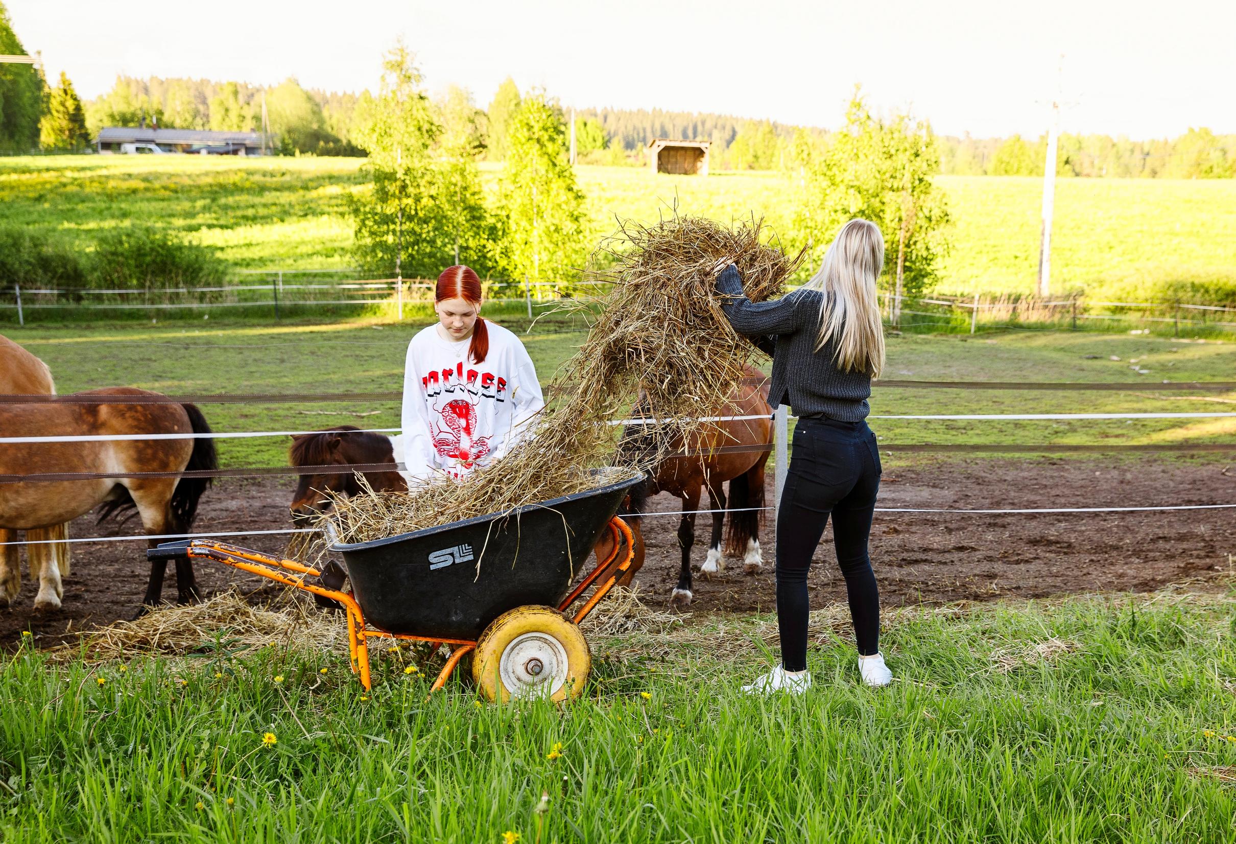 Naiset antavat heiniä hevosille