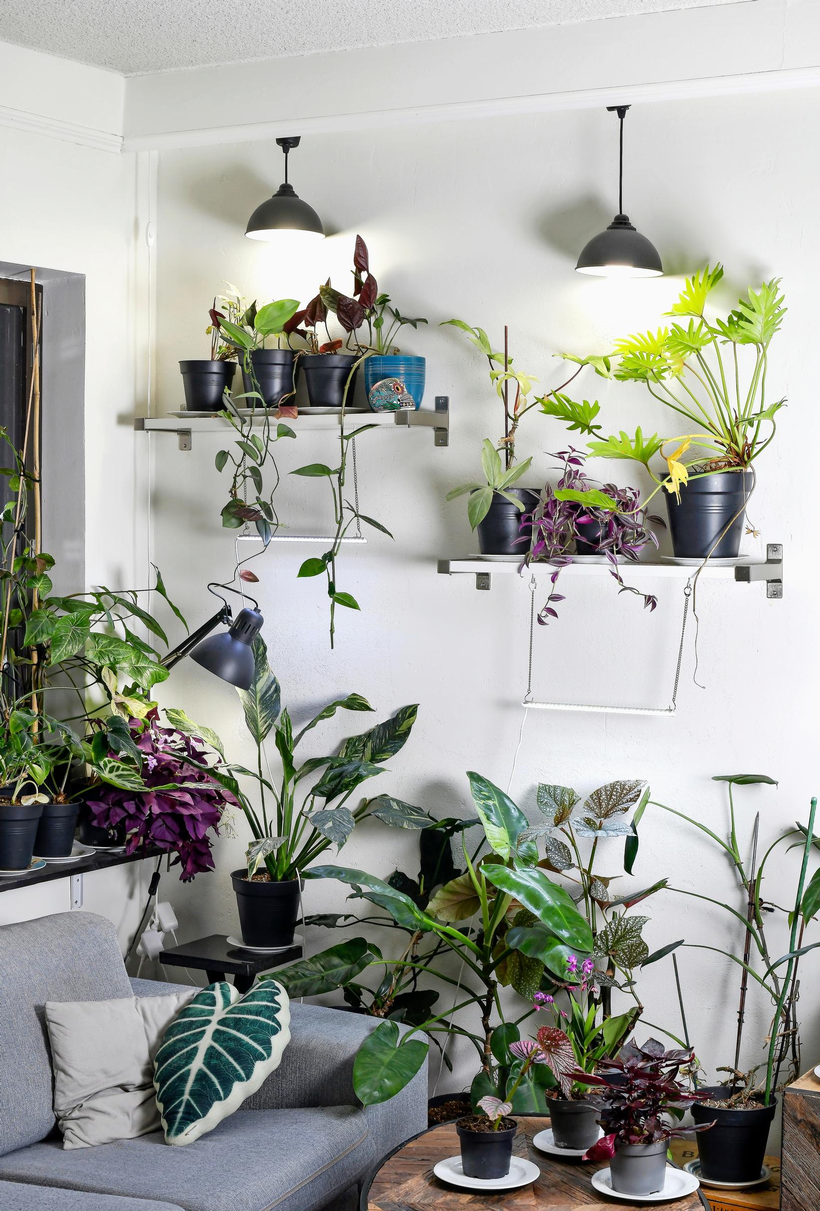 Kupu ohjaa valokiilan hyllyllä oleville kasveille. Led-listat on helppo ripustaa hyllyihin.