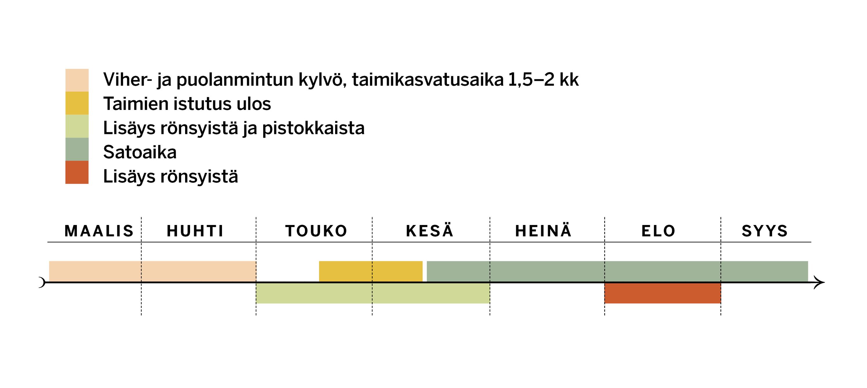 Mintun kasvatus, vuosikello