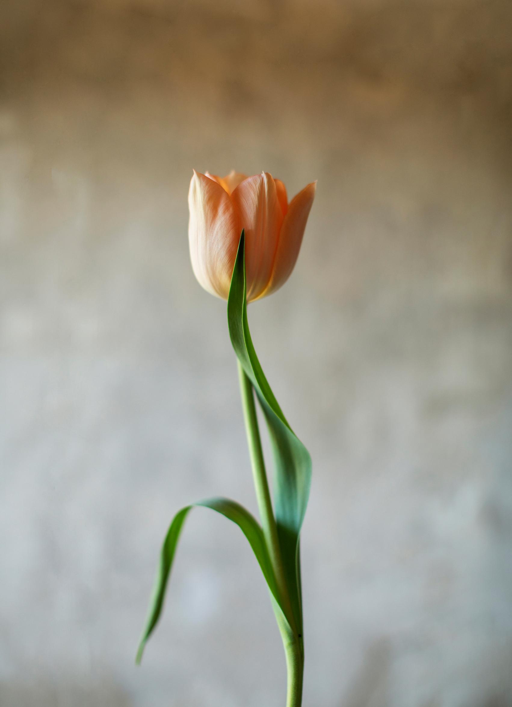 Leikkotulppaanien kasvatus: tulppaani ’Apricot Beauty’