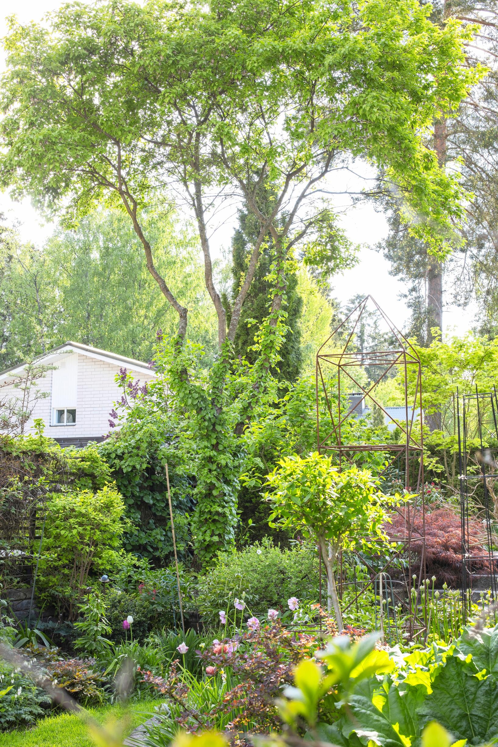 Mongolianvaahtera muistuttaa habitukseltaan akaasiaa.