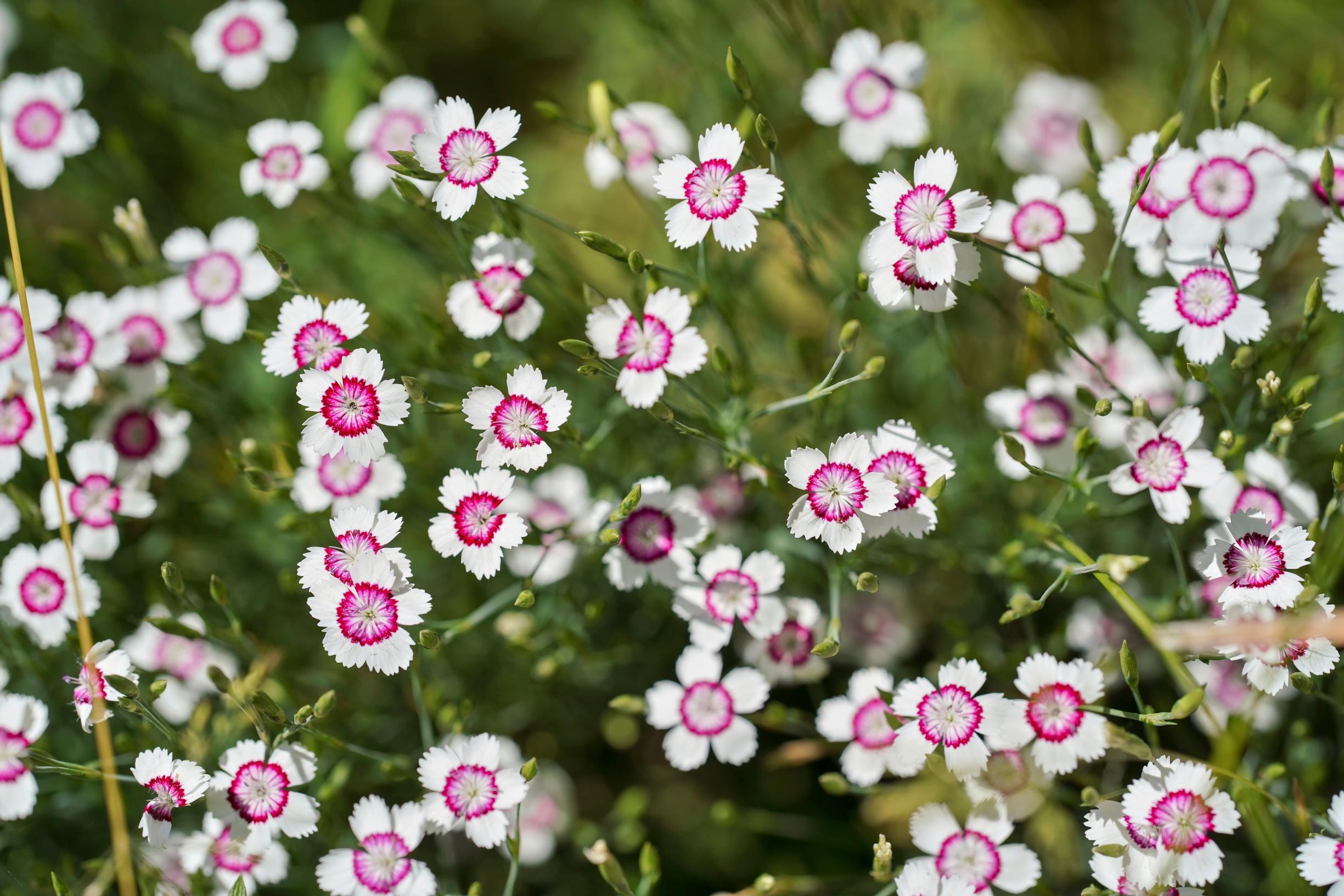 Ketoneilikka ’Arctic Fire’