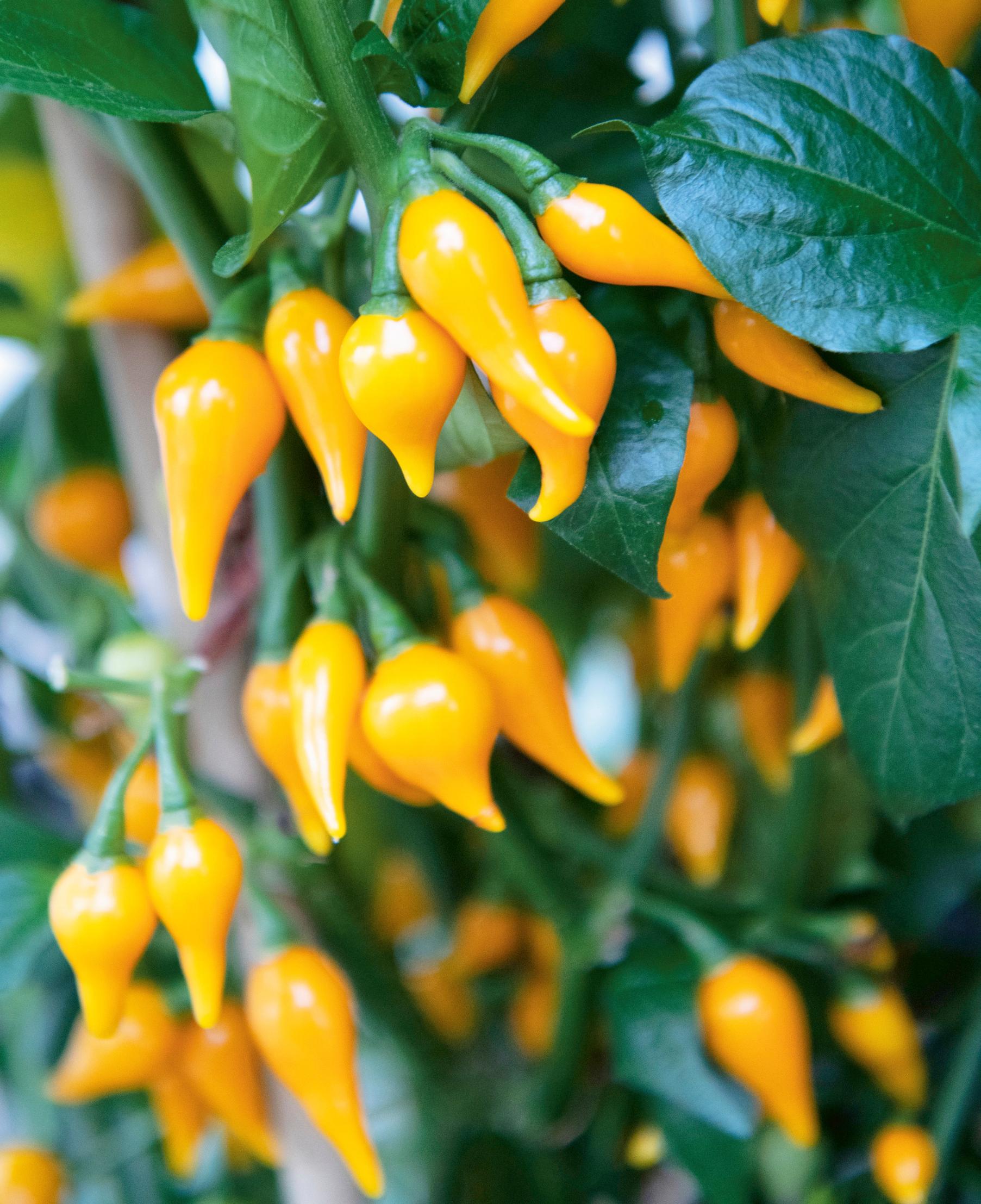 Chilipaprika ’Biquinho’