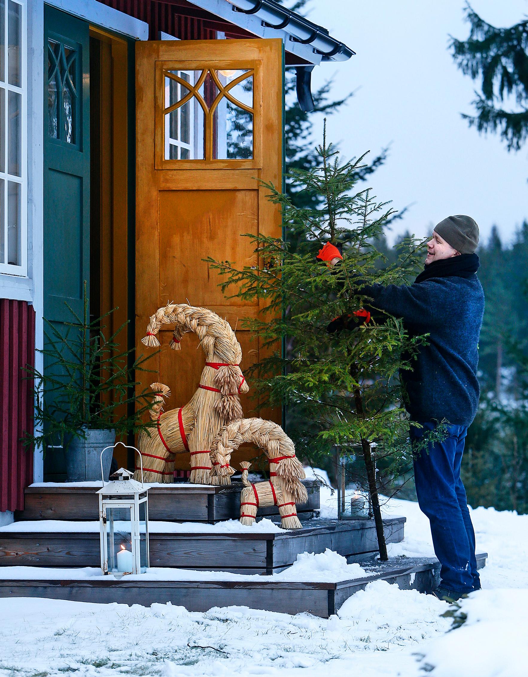 Rainer kantaa joulukuusta sisään.