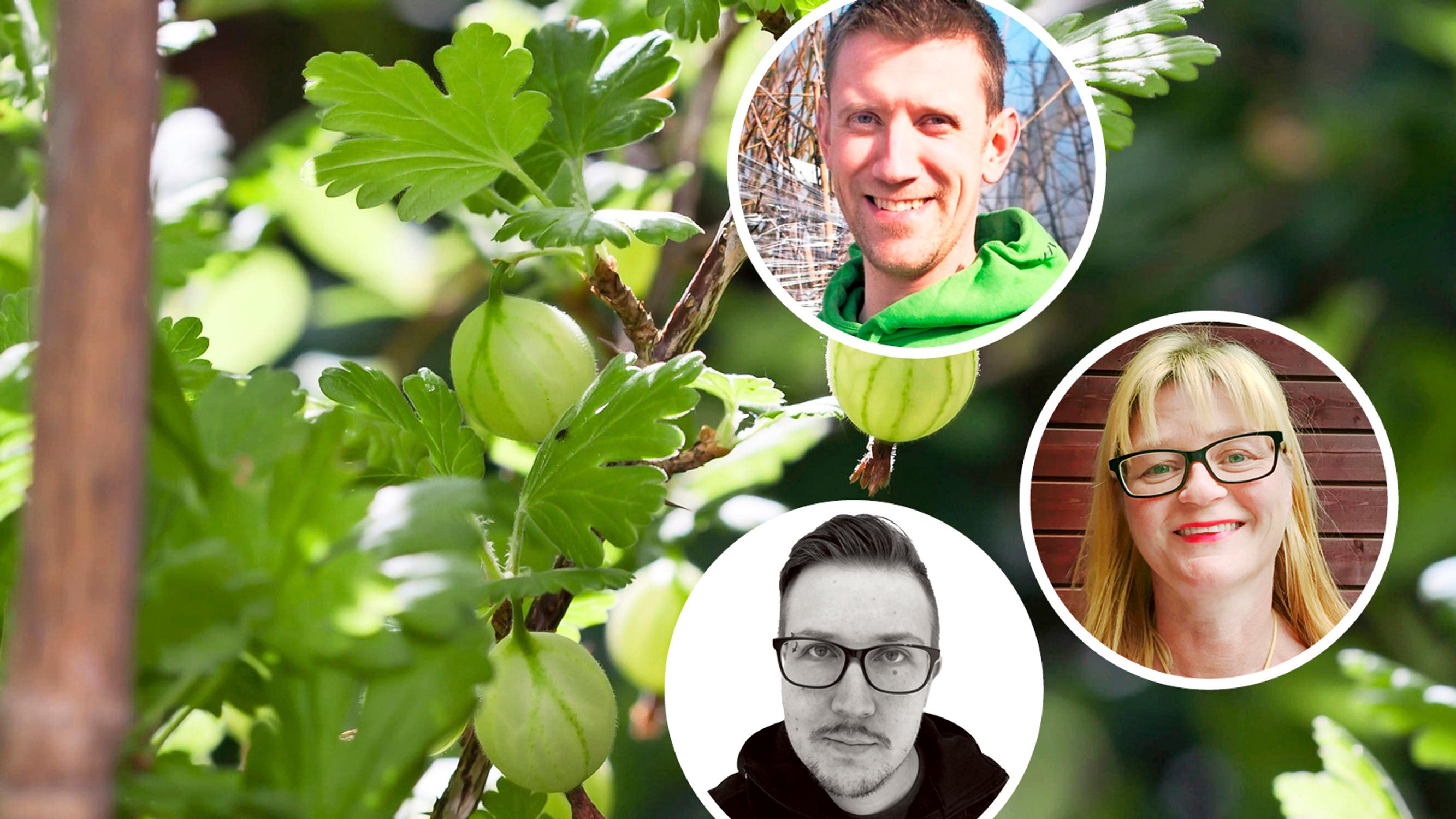 Herkkupalat pikkupihaan & ruukkuun! 9 marjakasvia ja hedelmäpuuta pieneen tilaan – katso ammattilaisten suositukset