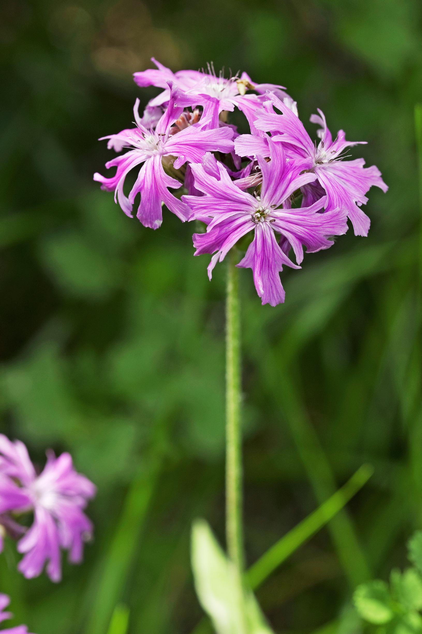Kaksivuotiset kasvit: jupiterinkukka.
