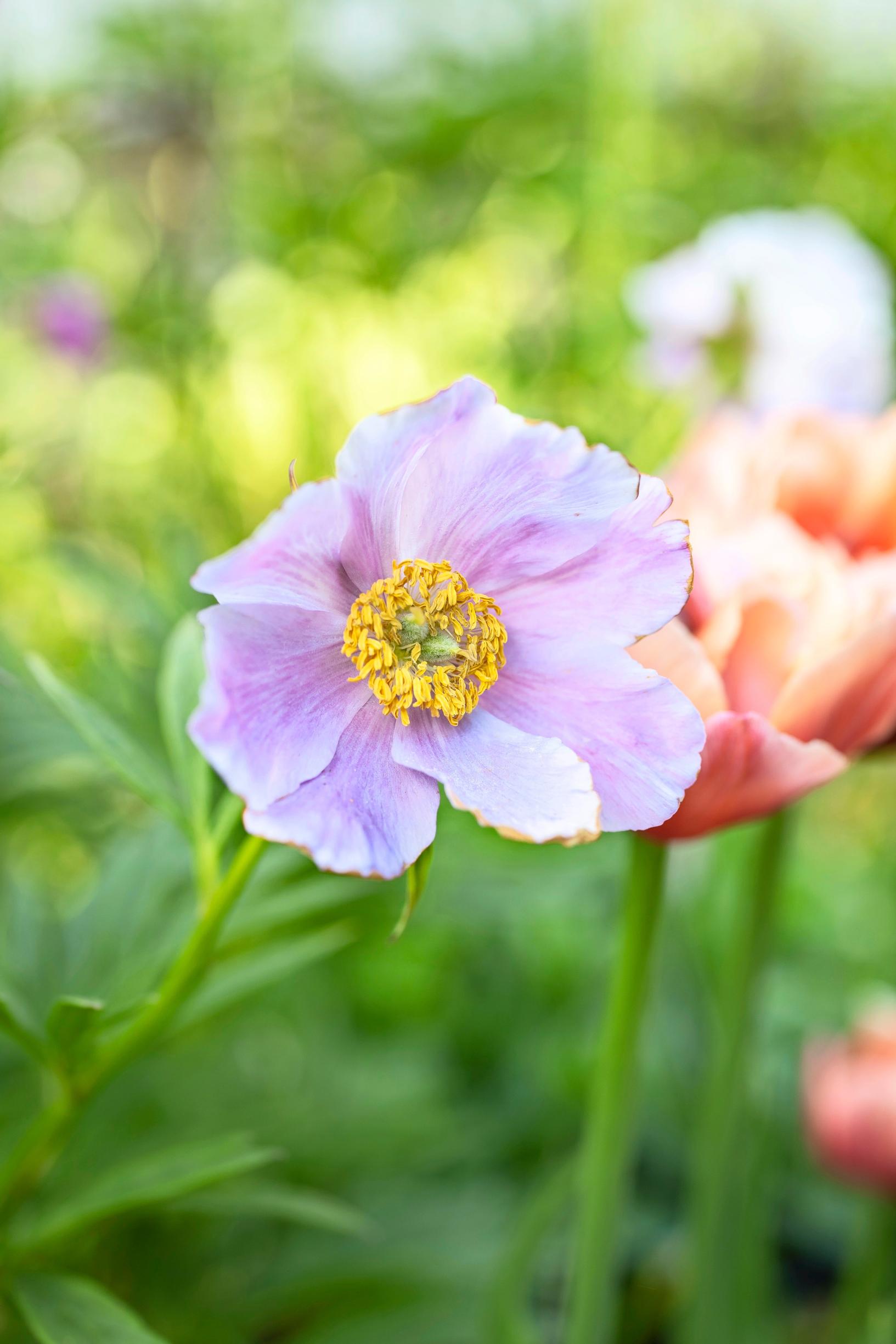 Ruusupioni on herkkä luonnonlaji.
