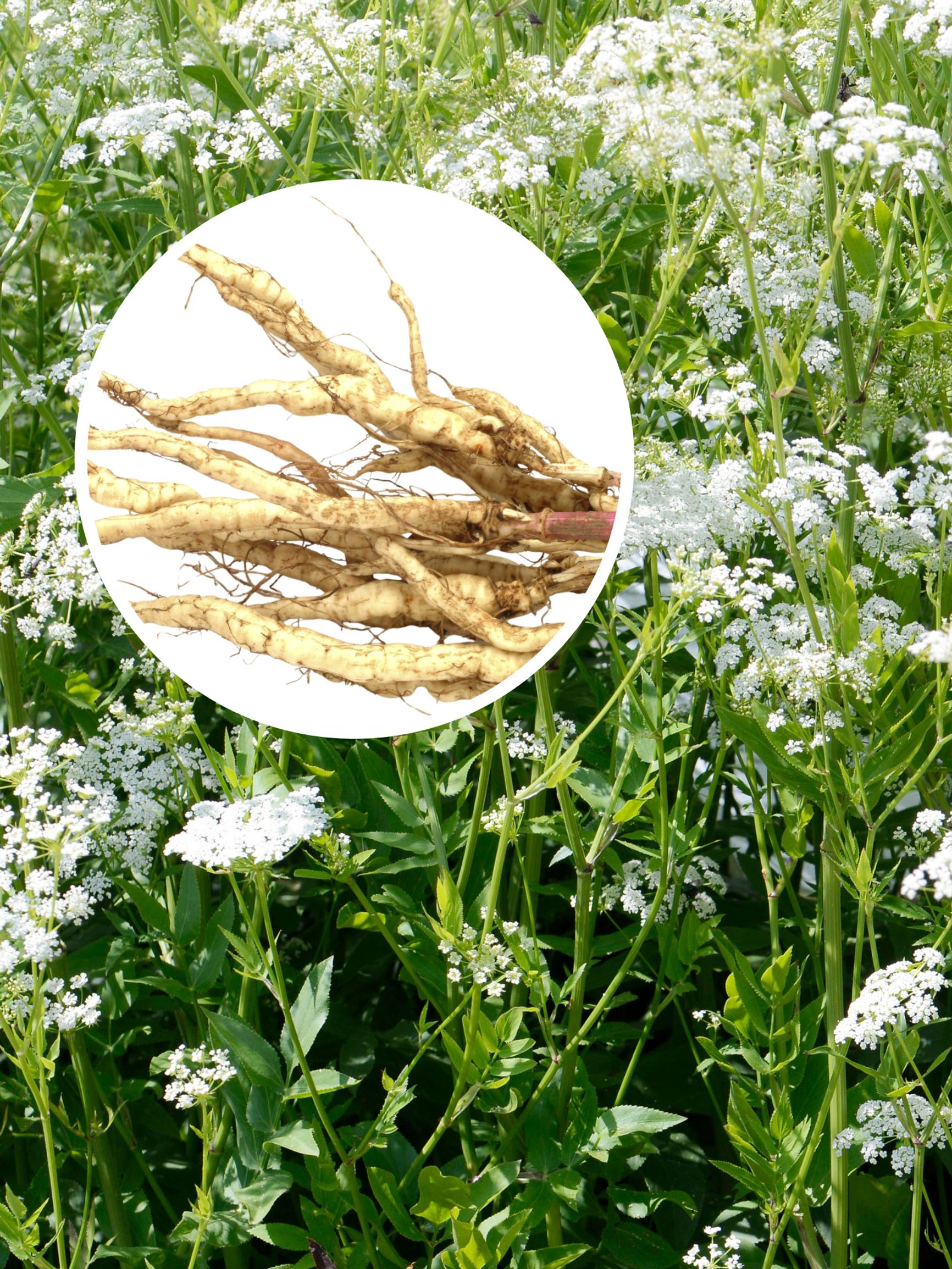 Harvinainen herkku kasvimaalle! Monivuotinen sokerijuuri kasvattaa makeita ja aromikkaita juuria – lehdet taas sopivat salaattiin