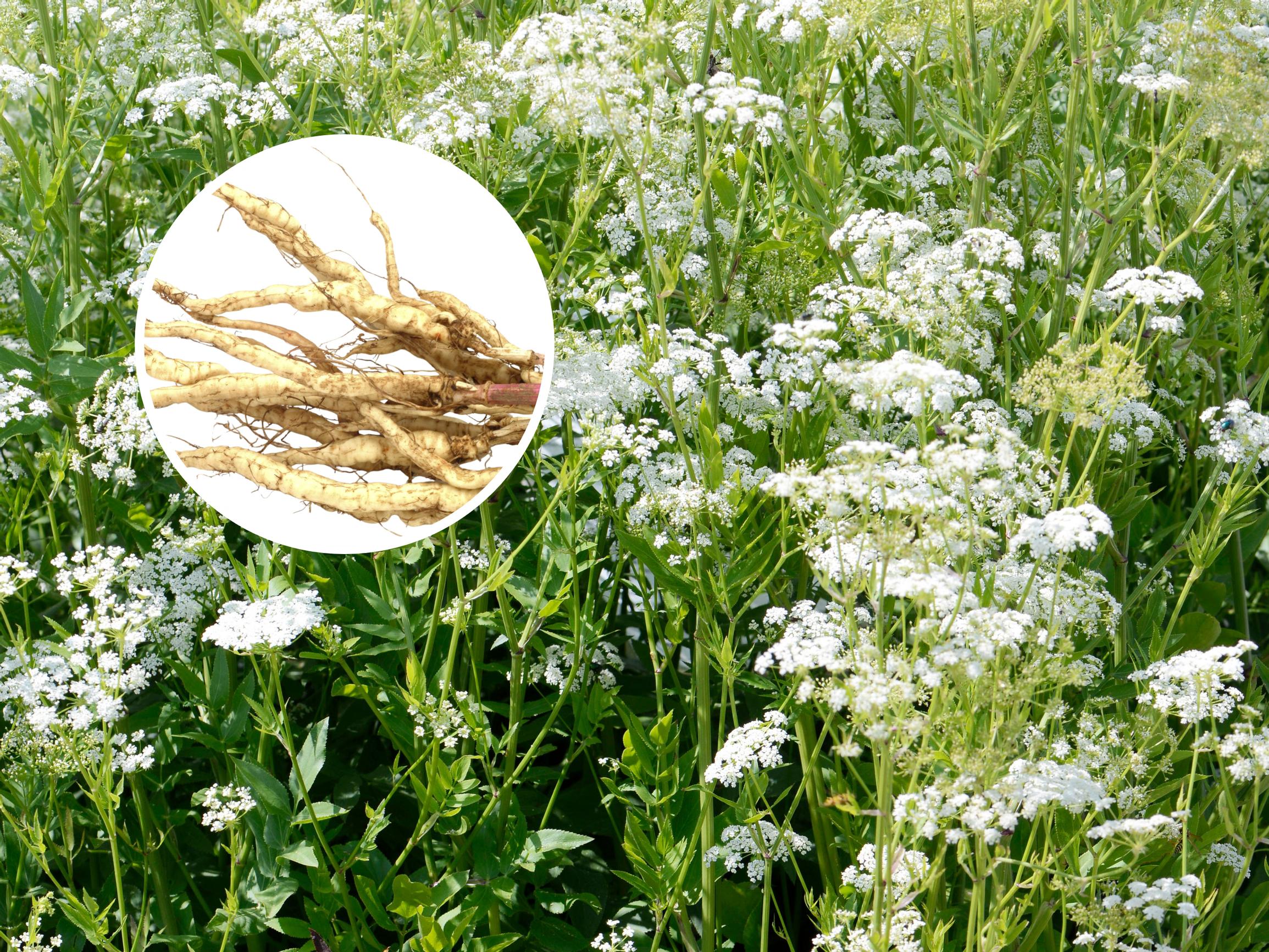 Harvinainen herkku kasvimaalle! Monivuotinen sokerijuuri kasvattaa makeita ja aromikkaita juuria – lehdet taas sopivat salaattiin