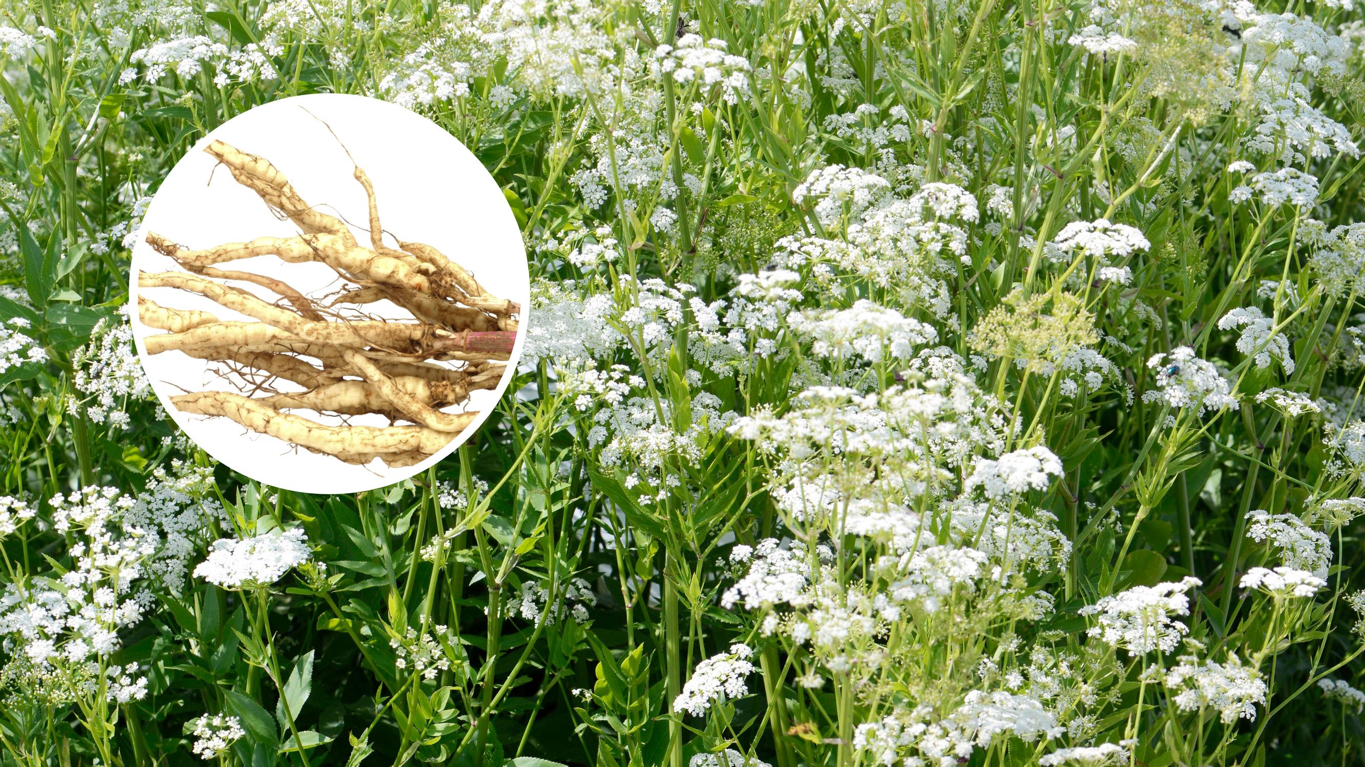 Harvinainen herkku kasvimaalle! Monivuotinen sokerijuuri kasvattaa makeita ja aromikkaita juuria – lehdet taas sopivat salaattiin