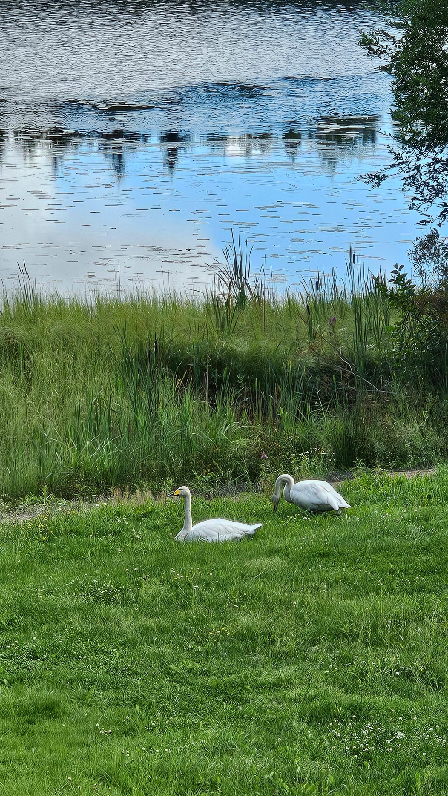kaksi joutsenta nurmikolla järven rannassa