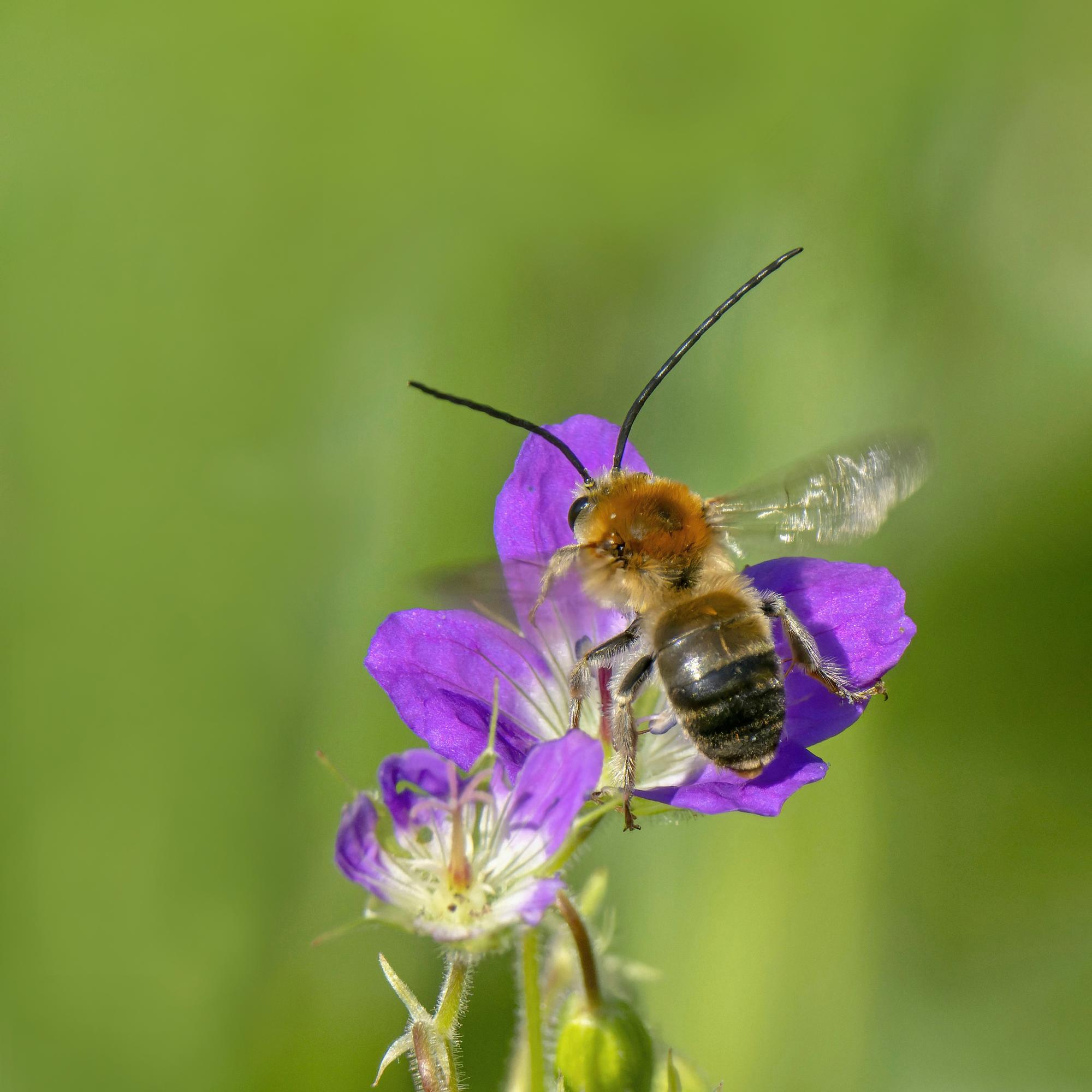 Erakkomehiläiset ovat korvaamattoman tärkeitä pölyttäjiä, mutta niiden elintila hupenee – näin voit auttaa