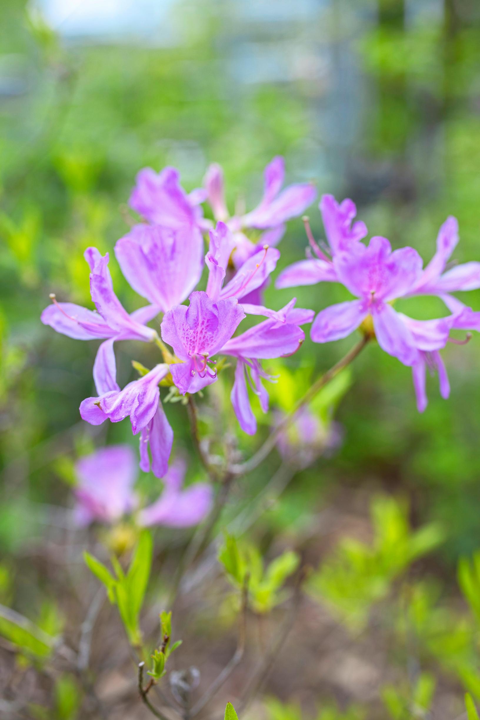 Violetti kanadanatsalean kukinto