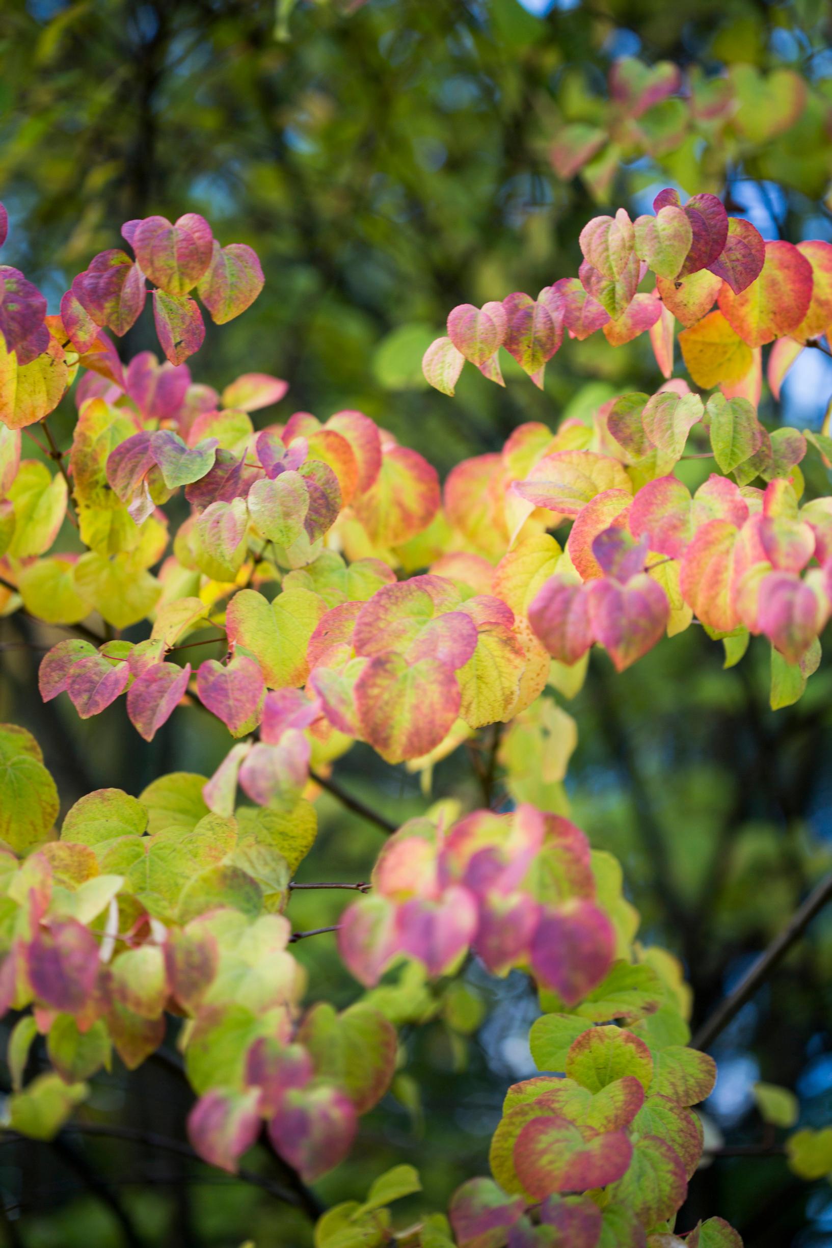 syyskasvit: pikkulehtikatsura Cercidiphyllum japonicum