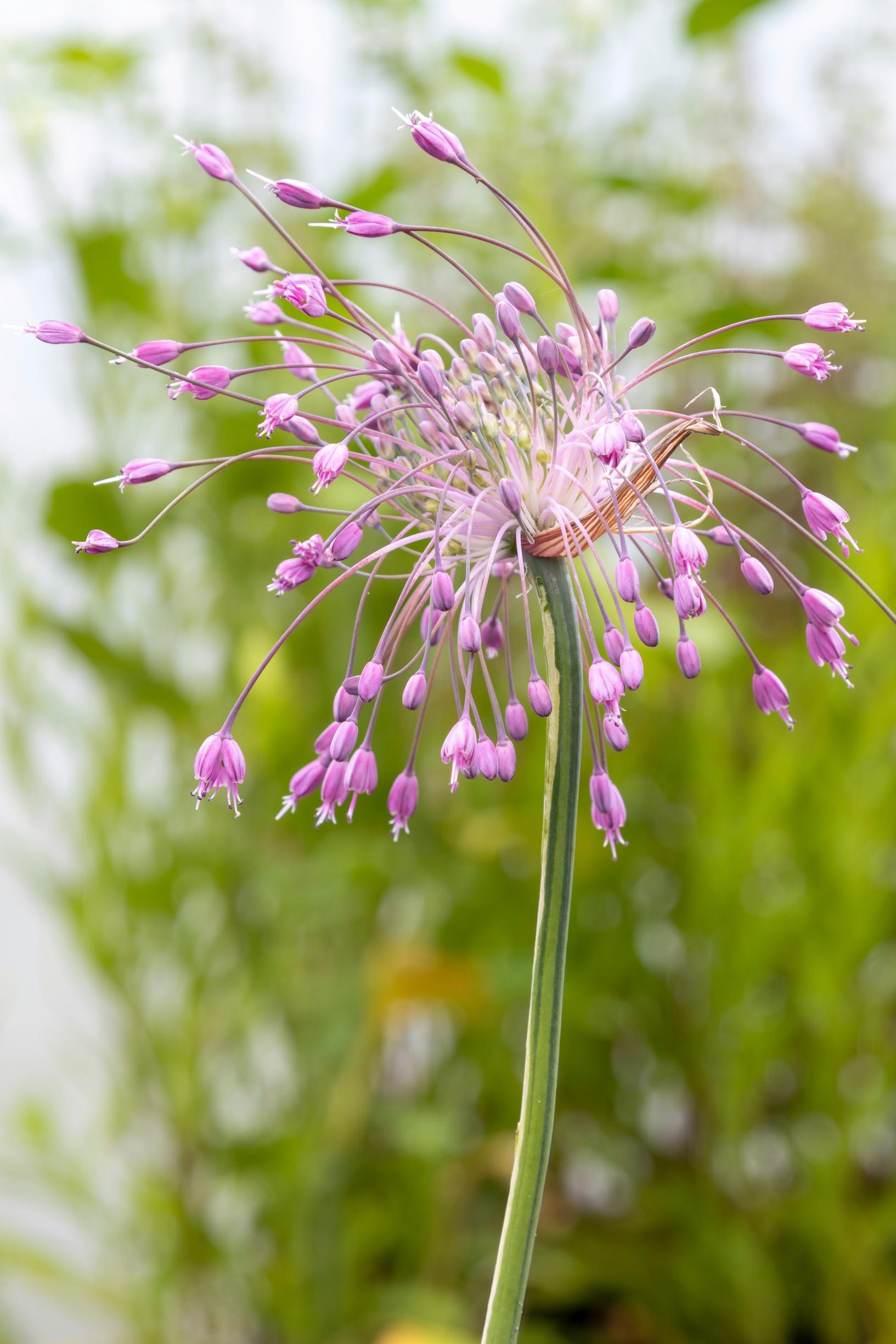 Pisarapunalaukka, Allium carinatum subsp. pulchellum