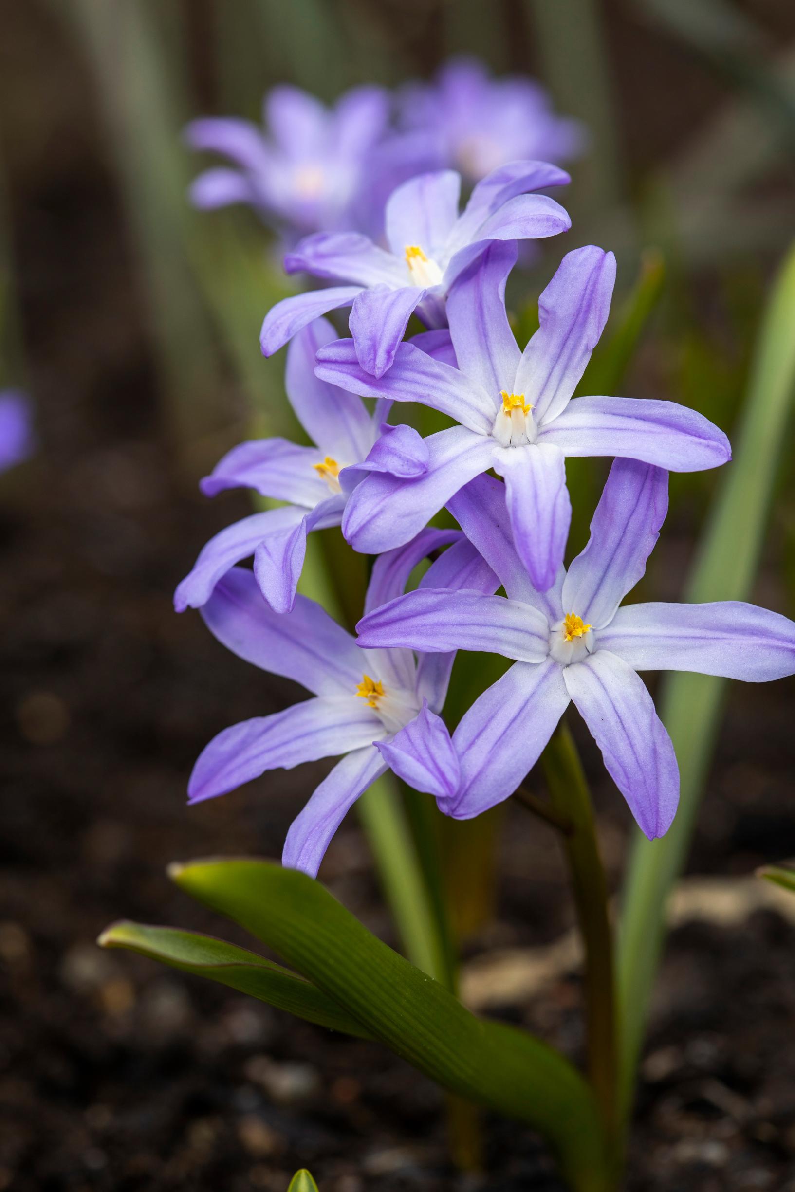Kirjokevättähti (Scilla forbesii)