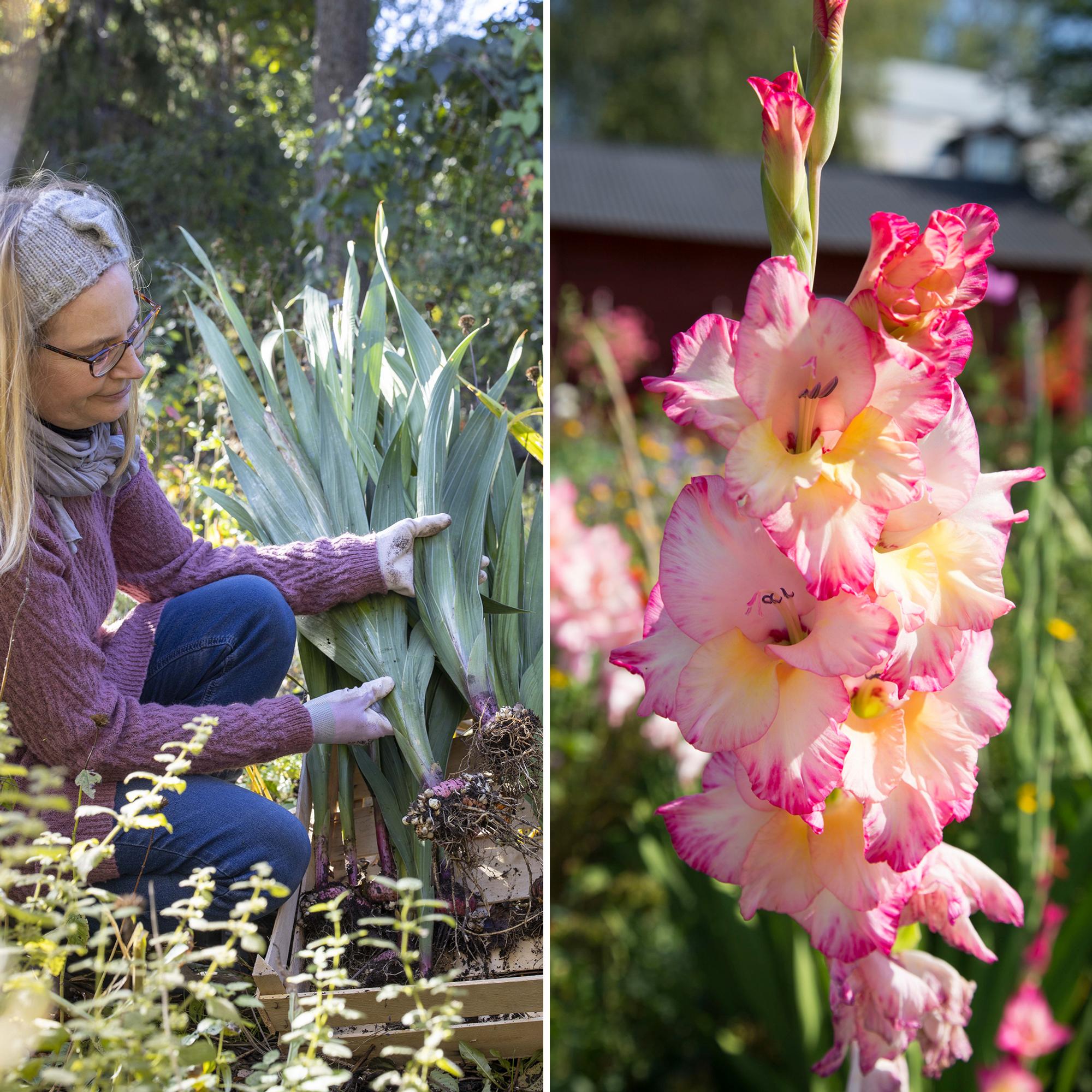 Gladioluksen talvehtiminen – hortonomi neuvoo, milloin mukulat kannattaa nostaa ja miten säilyttää ne talven yli