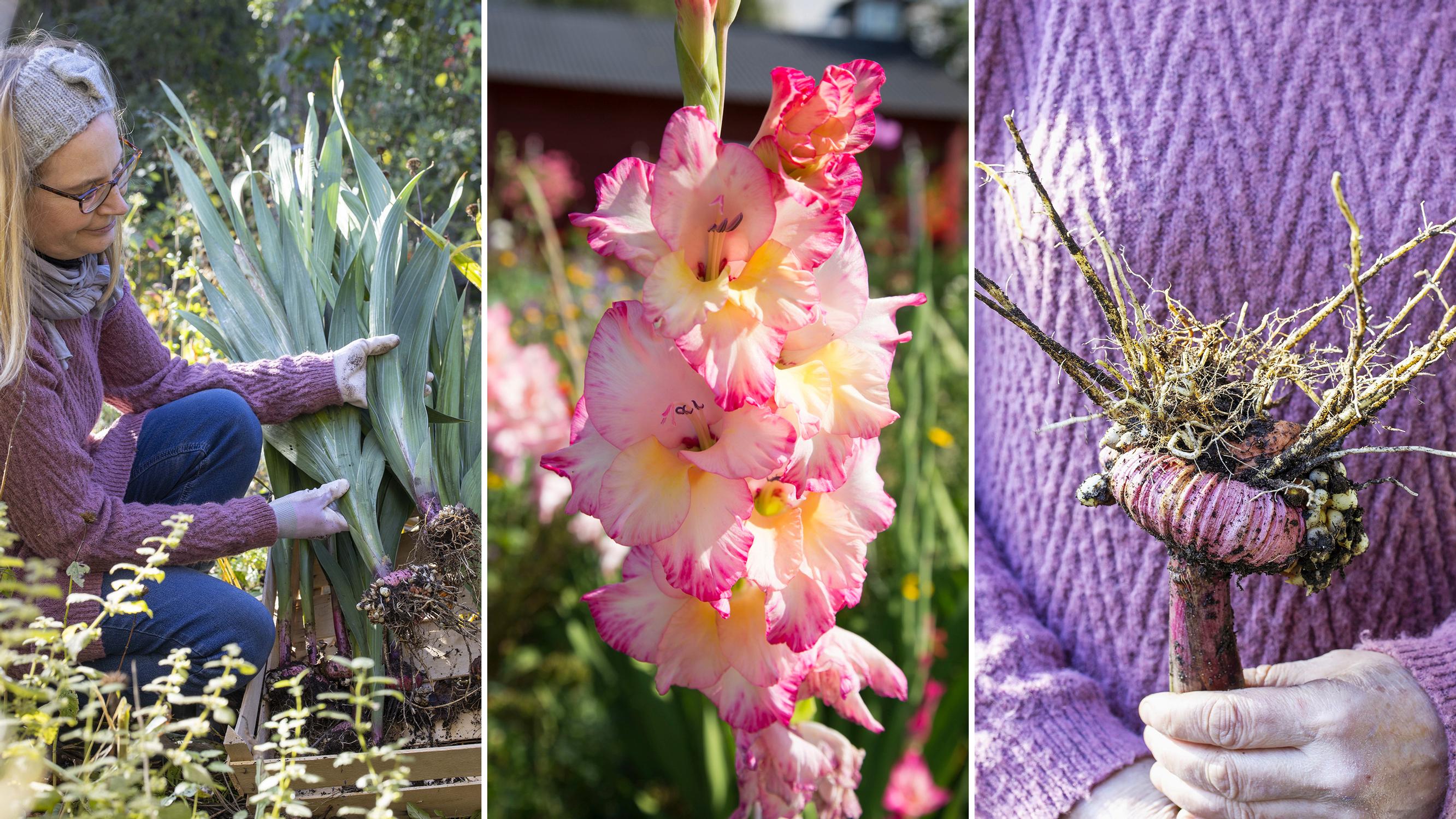 Gladioluksen talvehtiminen – hortonomi neuvoo, milloin mukulat kannattaa nostaa ja miten säilyttää ne talven yli