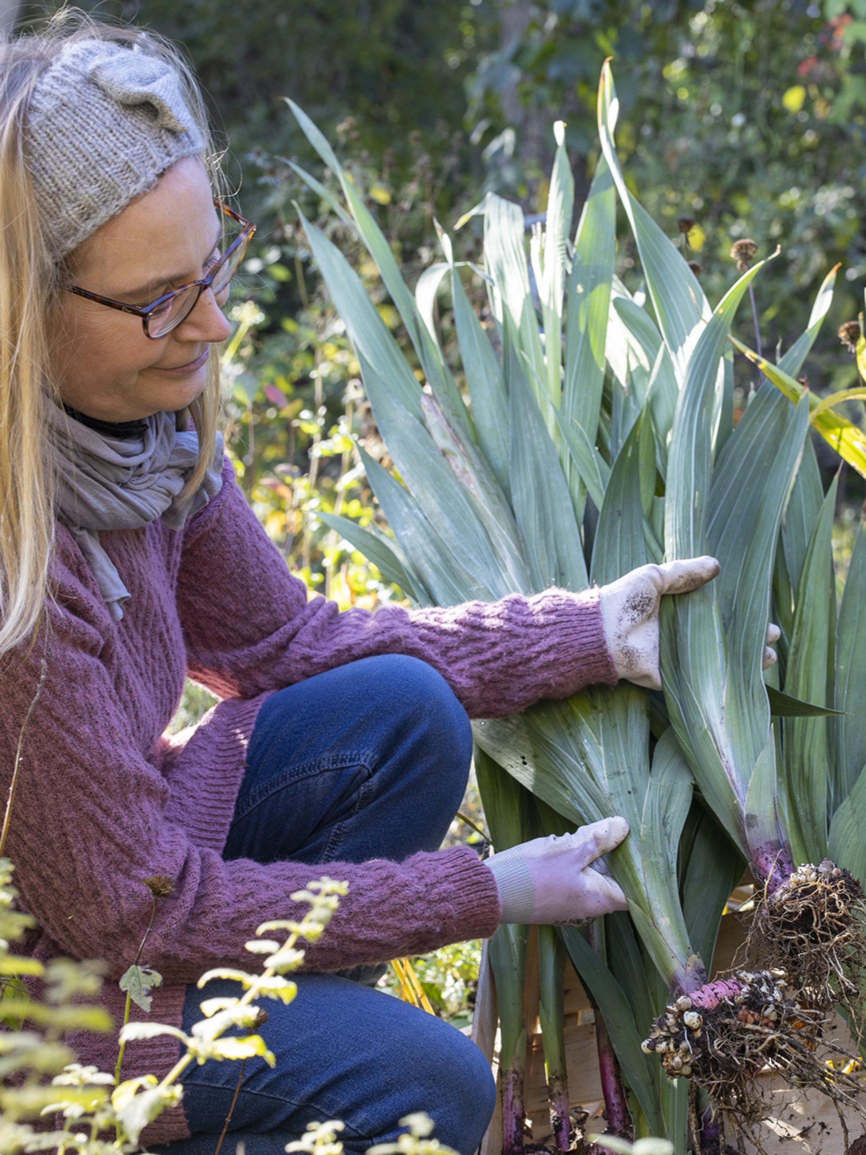 Gladioluksen talvehtiminen – hortonomi neuvoo, milloin mukulat kannattaa nostaa ja miten säilyttää ne talven yli