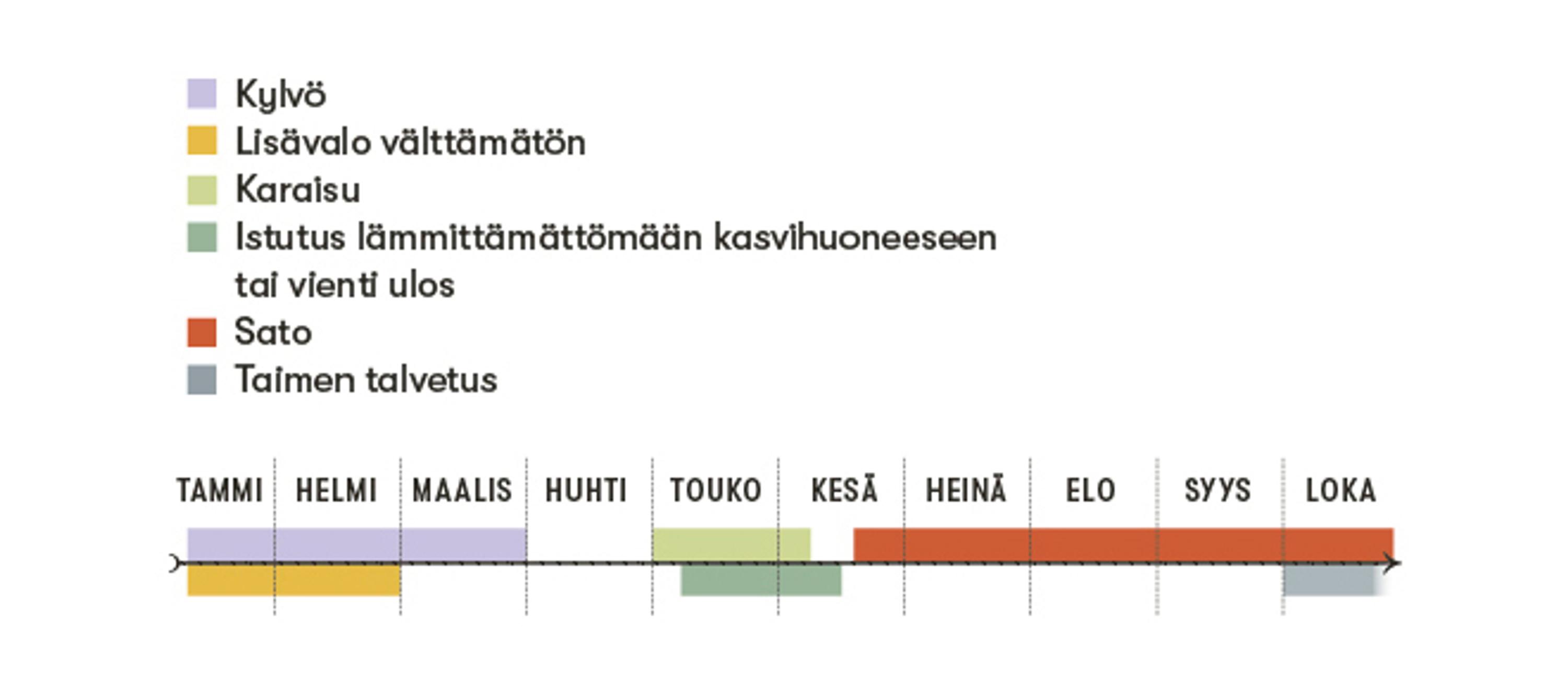 Paprikan kylvö-, istutus- ja satoaika