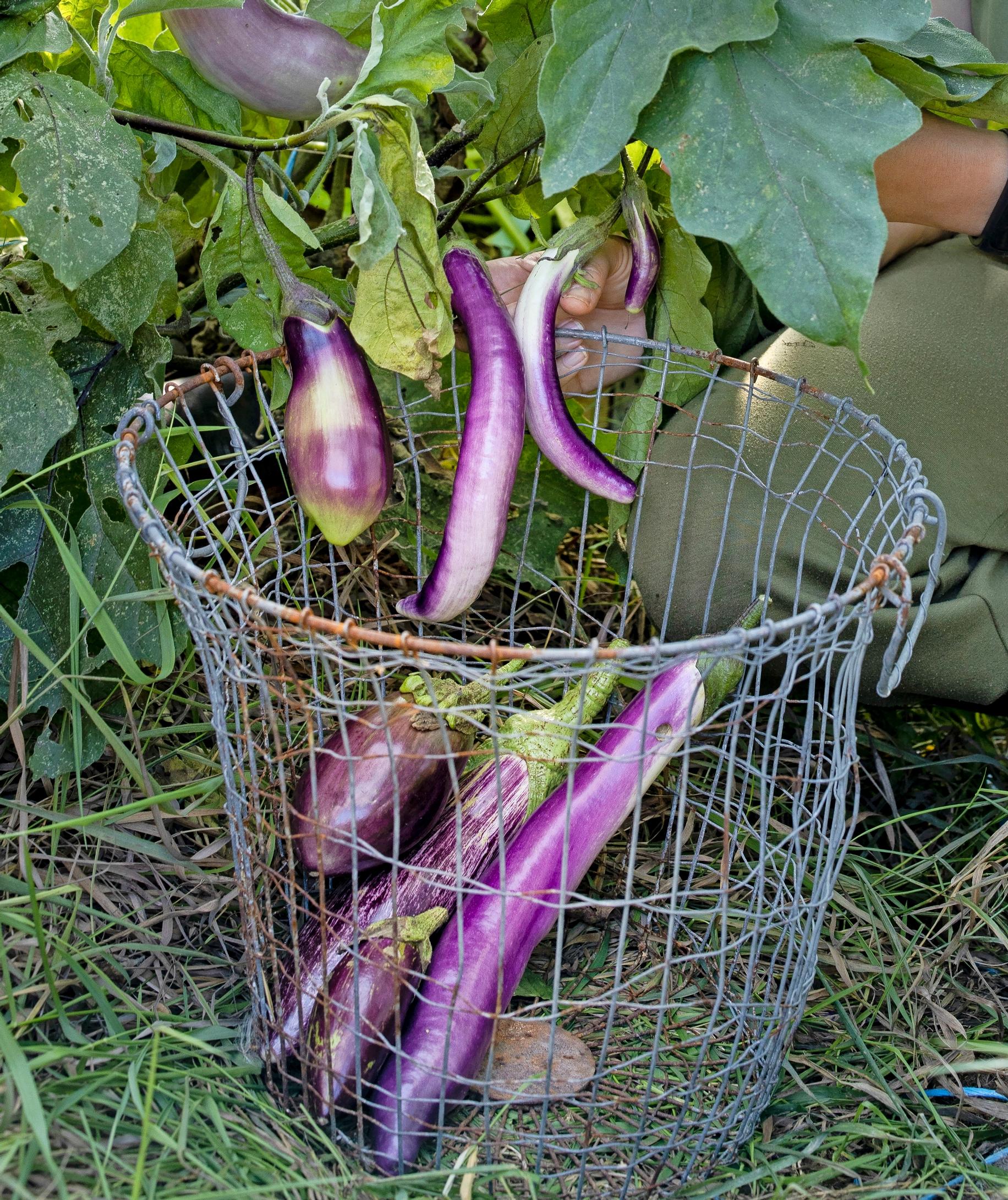 Munakoisoja korissa